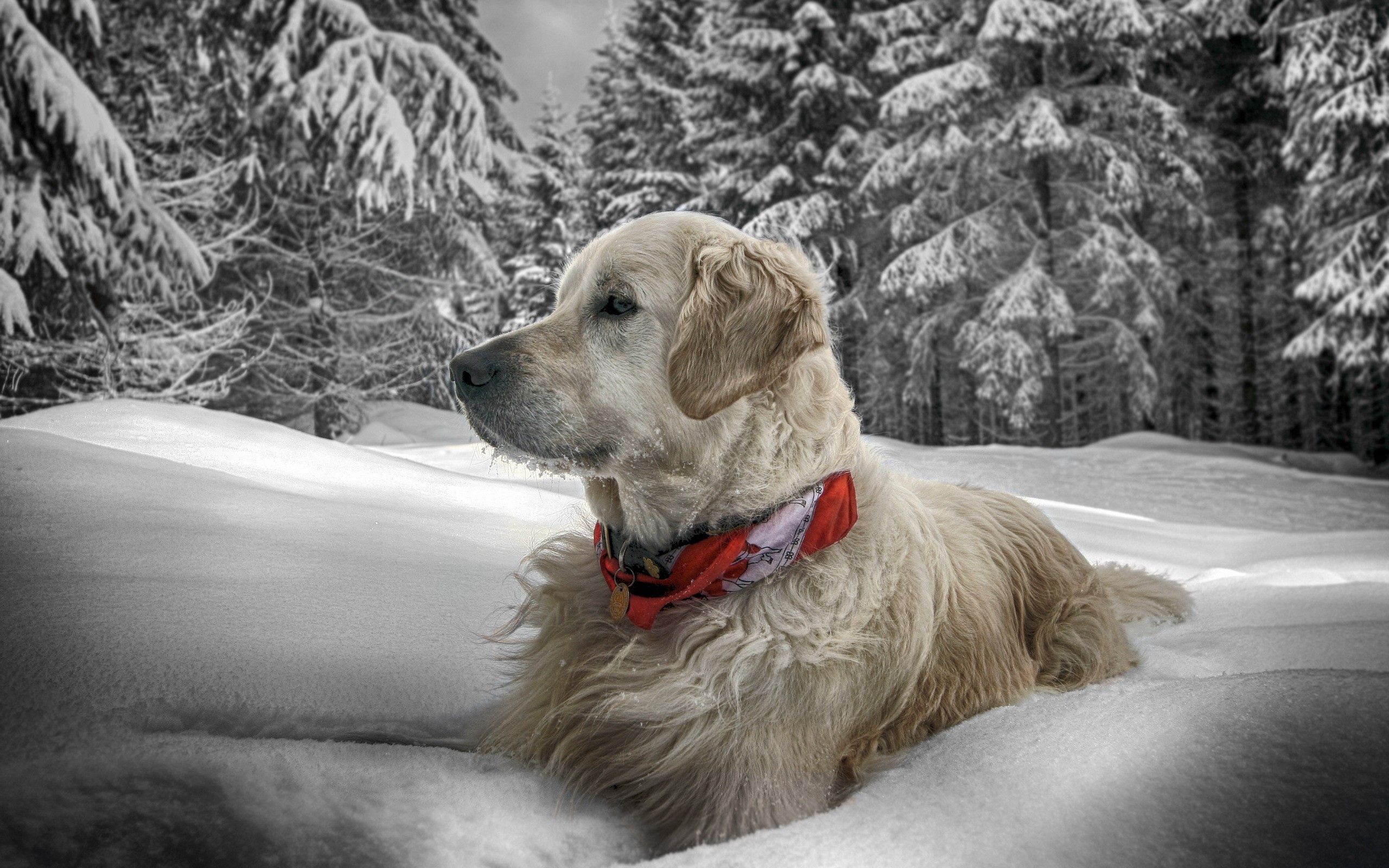 animals, snow, sit, forest, dog, collar 8K