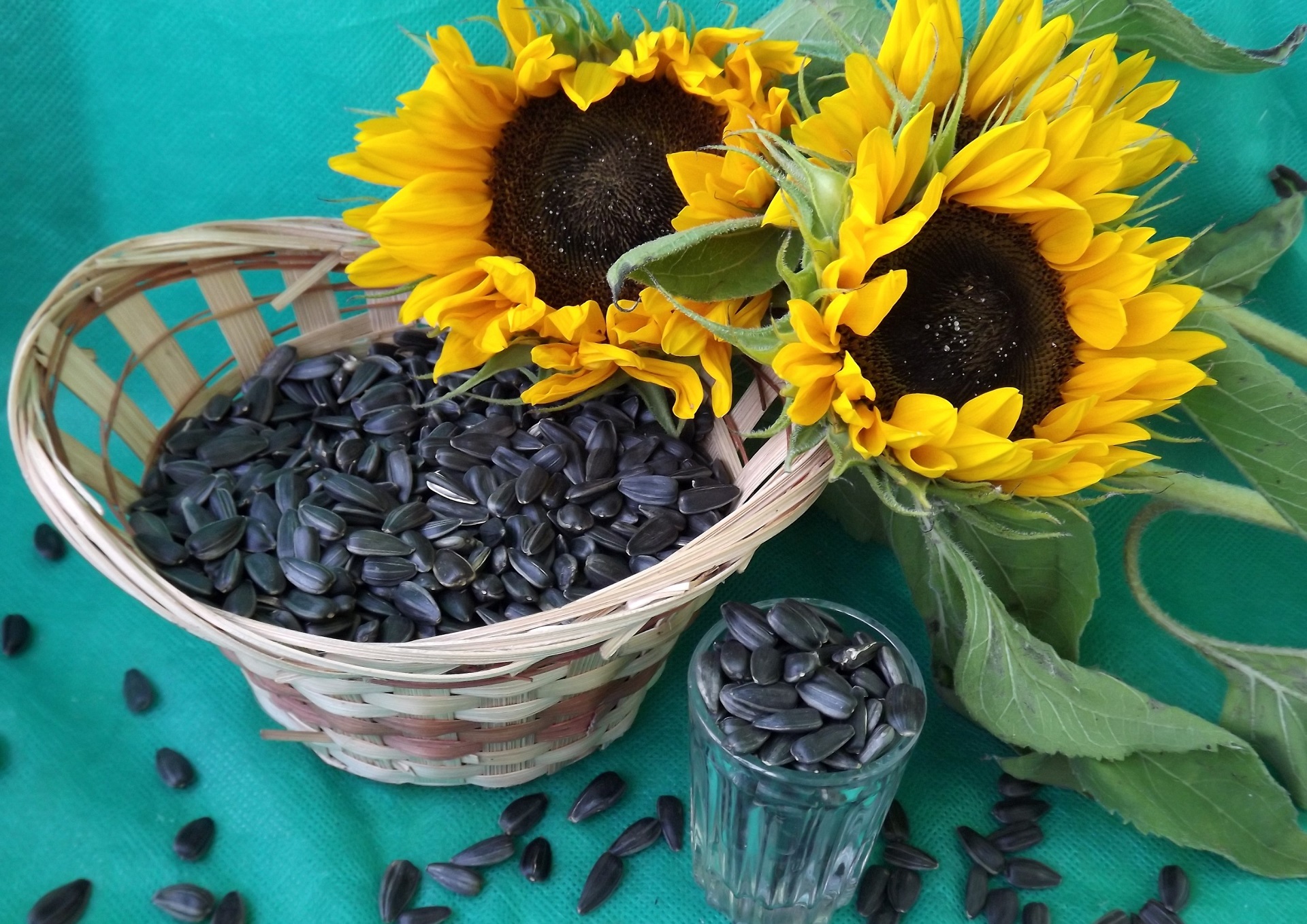 food, still life, seed, sunflower