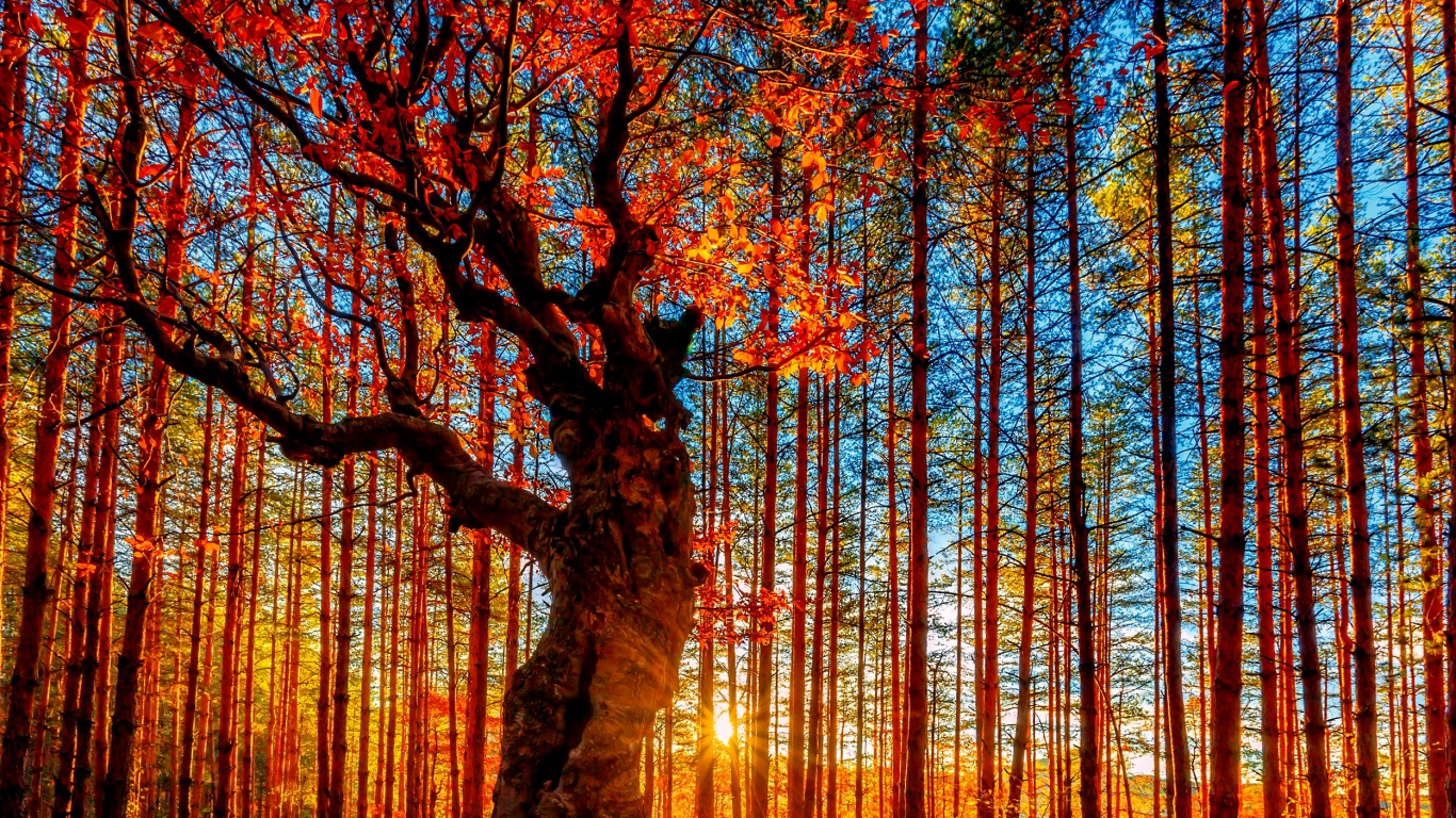 Autumn Trees Wallpaper 85 images