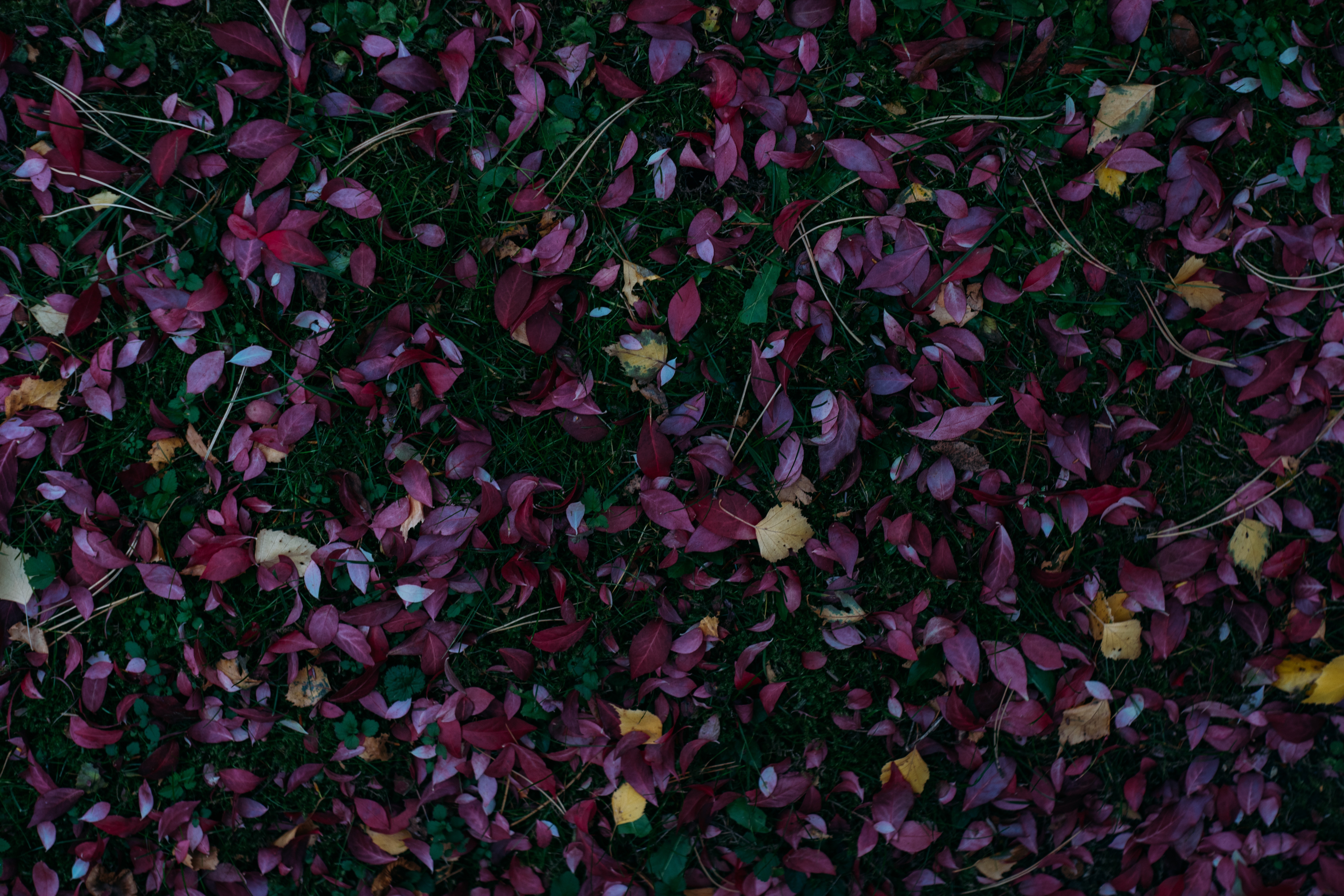 105108 скачать картинку природа, трава, осень, листья, опавший, краски осени - обои и заставки бесплатно