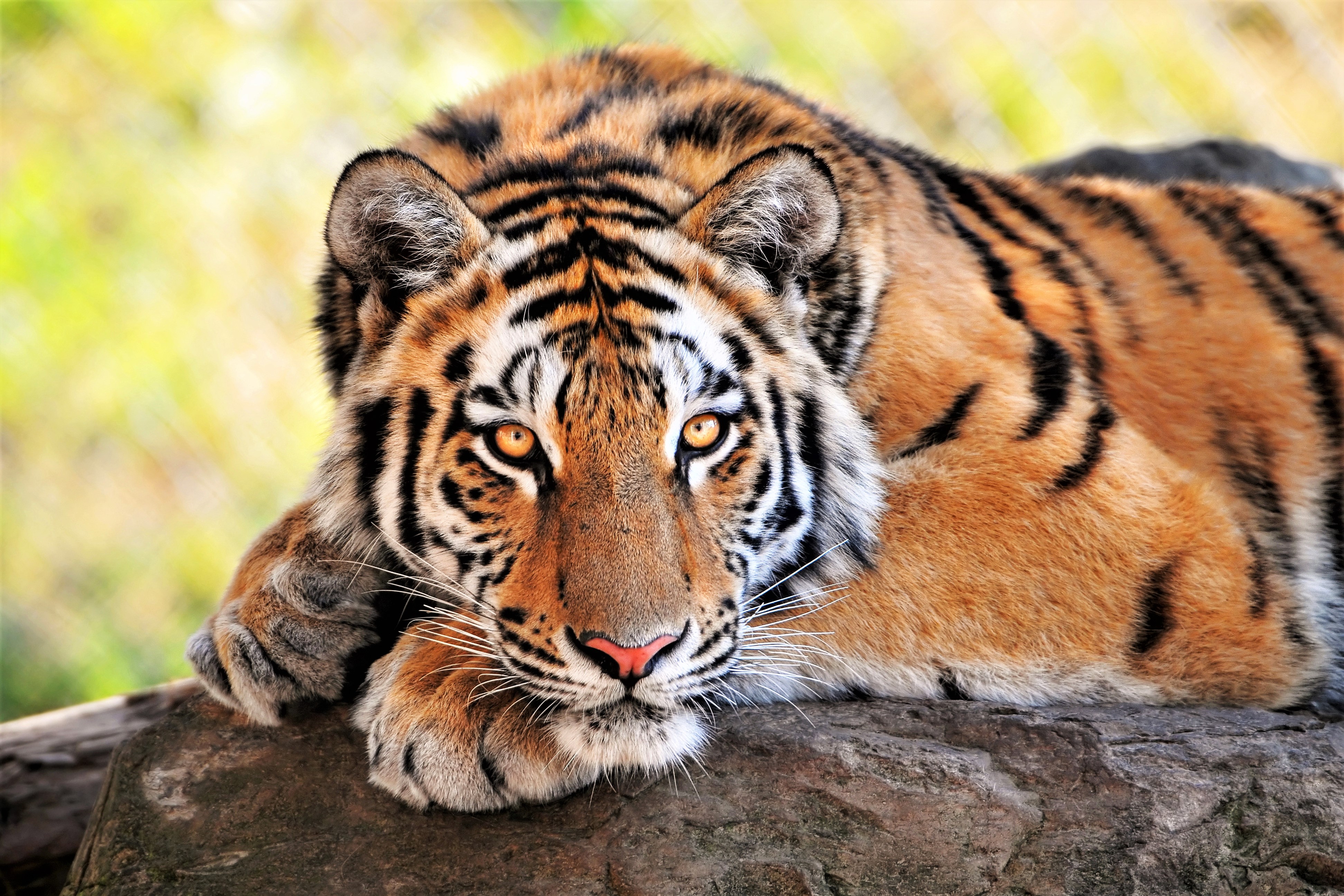 bengal tiger, animal, tiger, resting, cats Aesthetic wallpaper