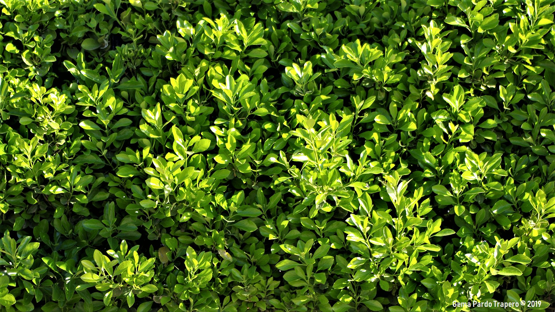 Hedge iPhone wallpapers