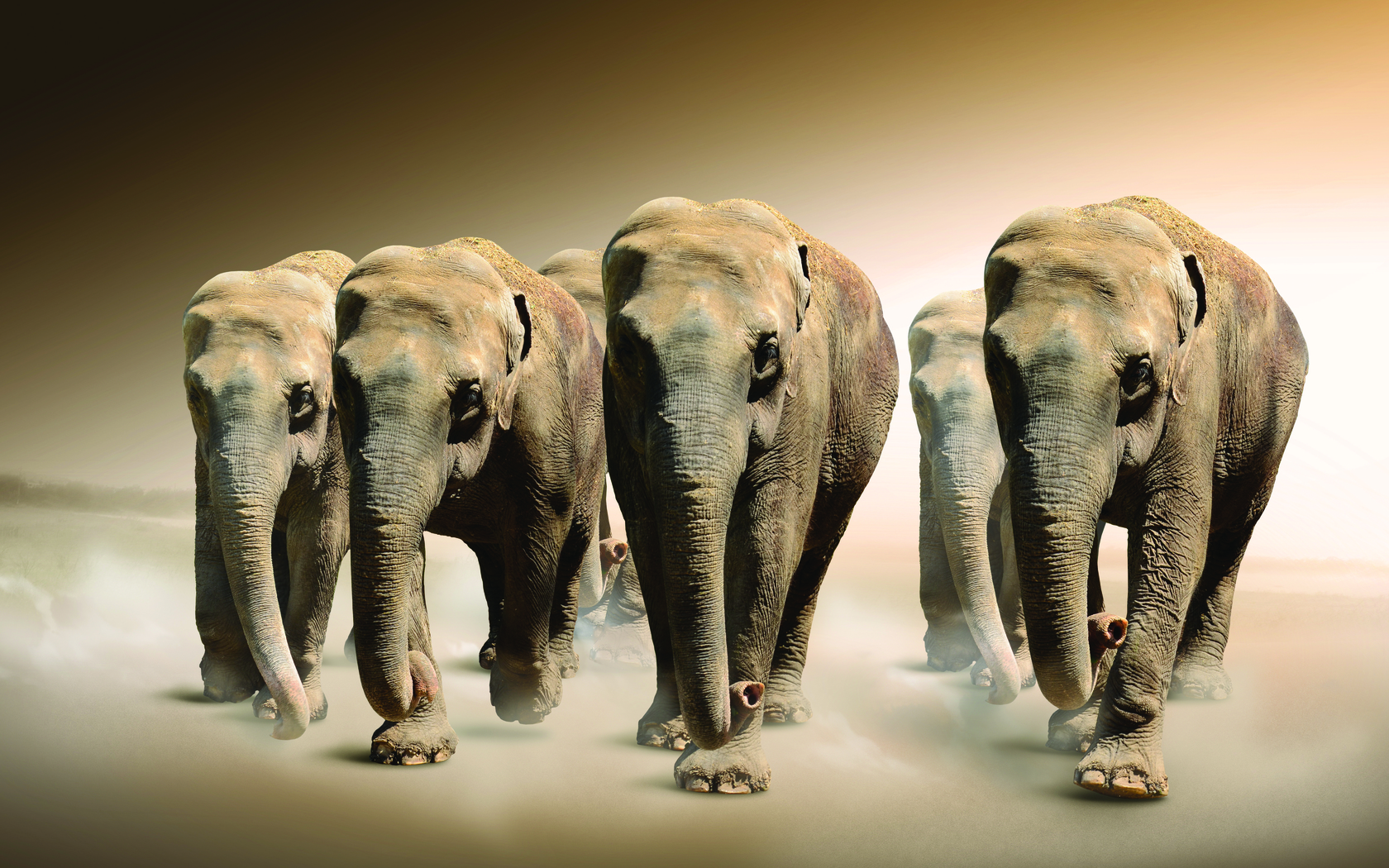 elephants, animals, yellow wallpapers for tablet