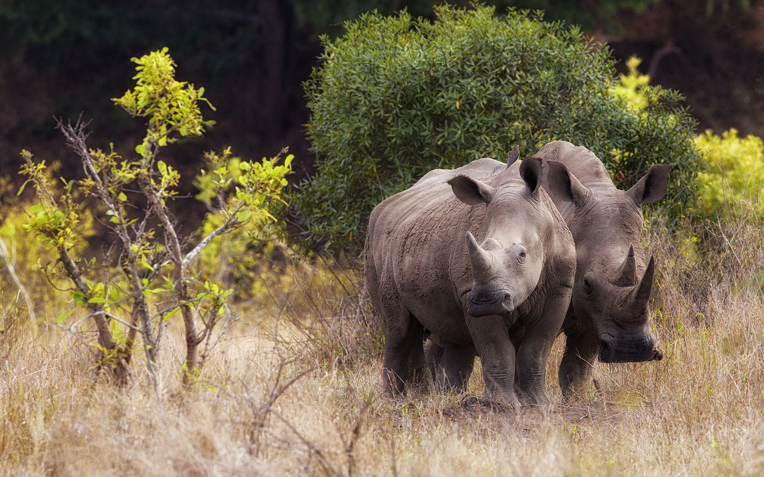 Среда обитания зверей. Носорог в саванне. Африканский носорог. Носороги в дикой природе. Животные в естественной среде обитания.