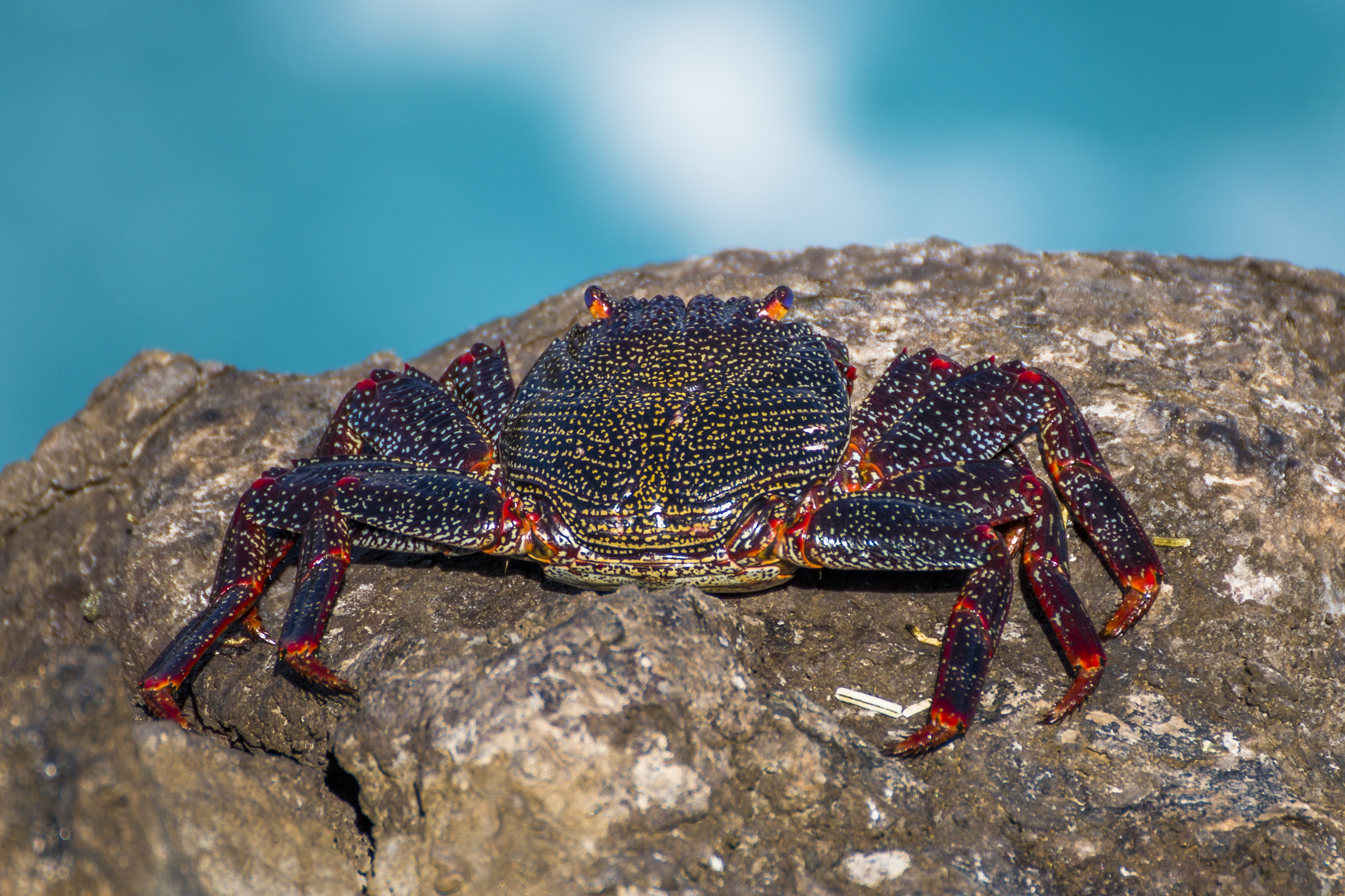 Download mobile wallpaper Rock, Claws, Animals, Stone, Crab for free.