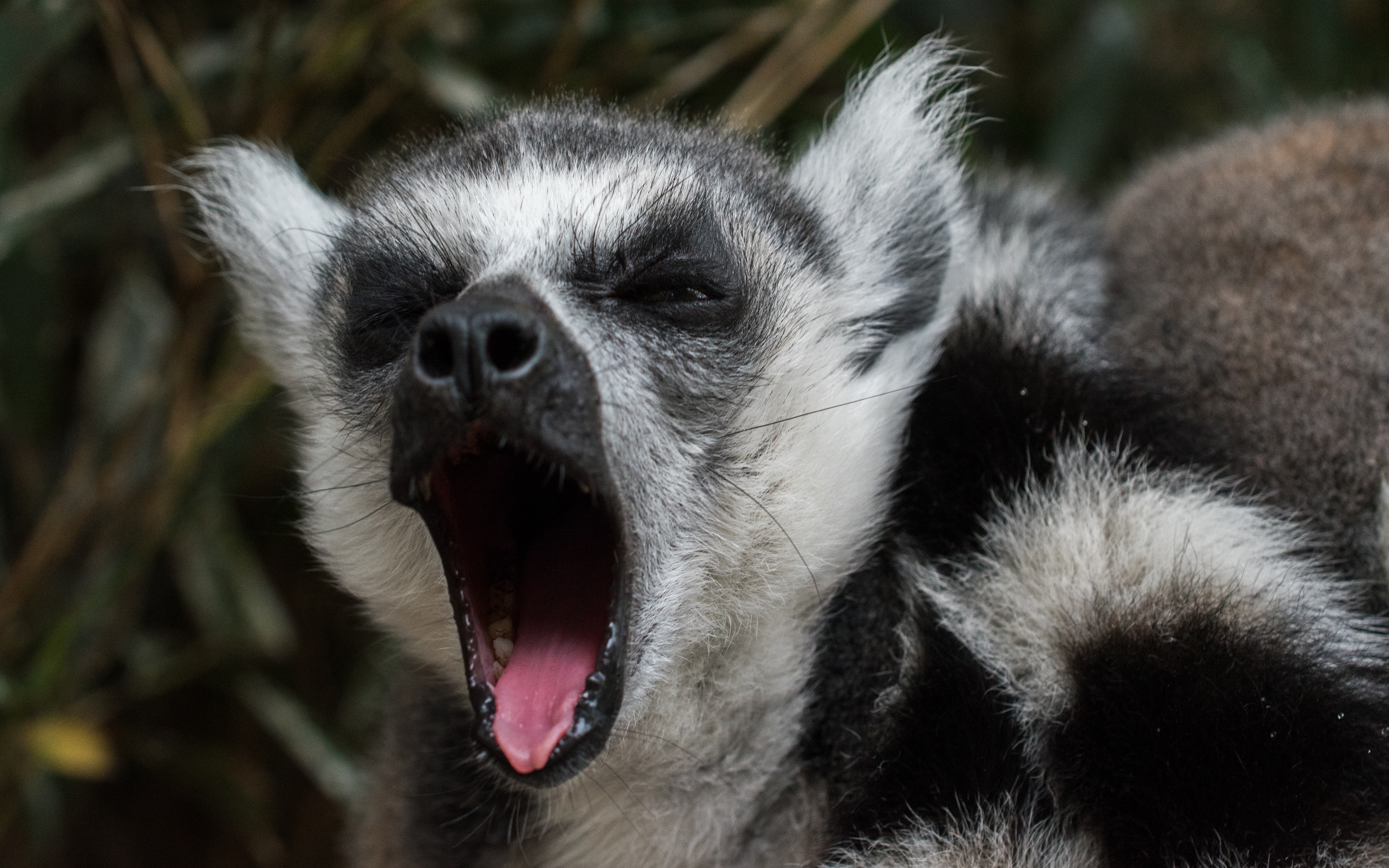 Handy-Wallpaper Lemur, Cool, Gähnen, Schnauze, Tiere kostenlos herunterladen.