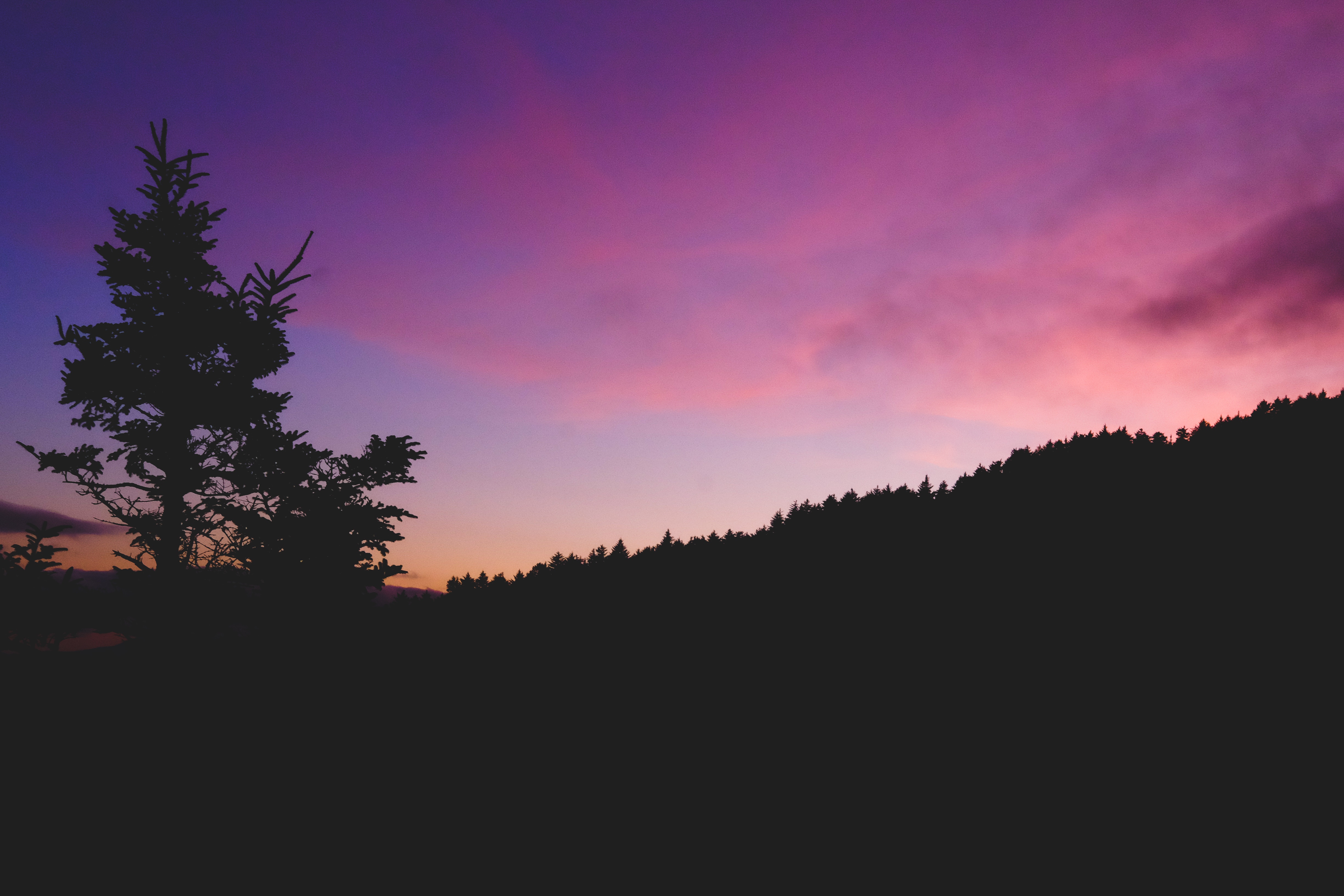 Пурпурное небо лес