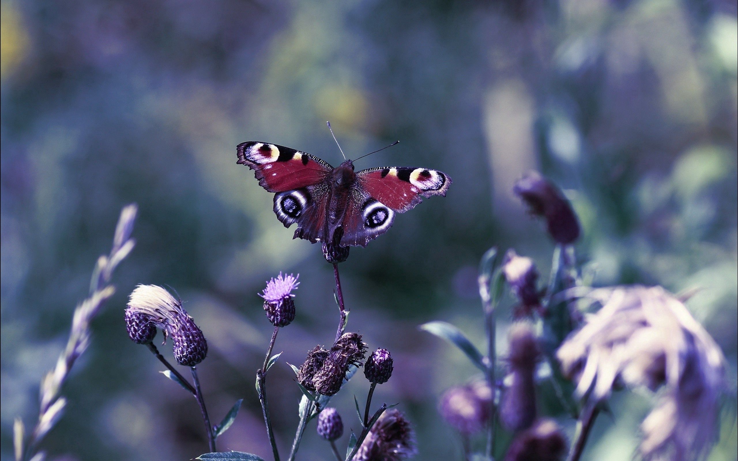 Free HD butterfly, light, grass, leaves, macro, glare, shine