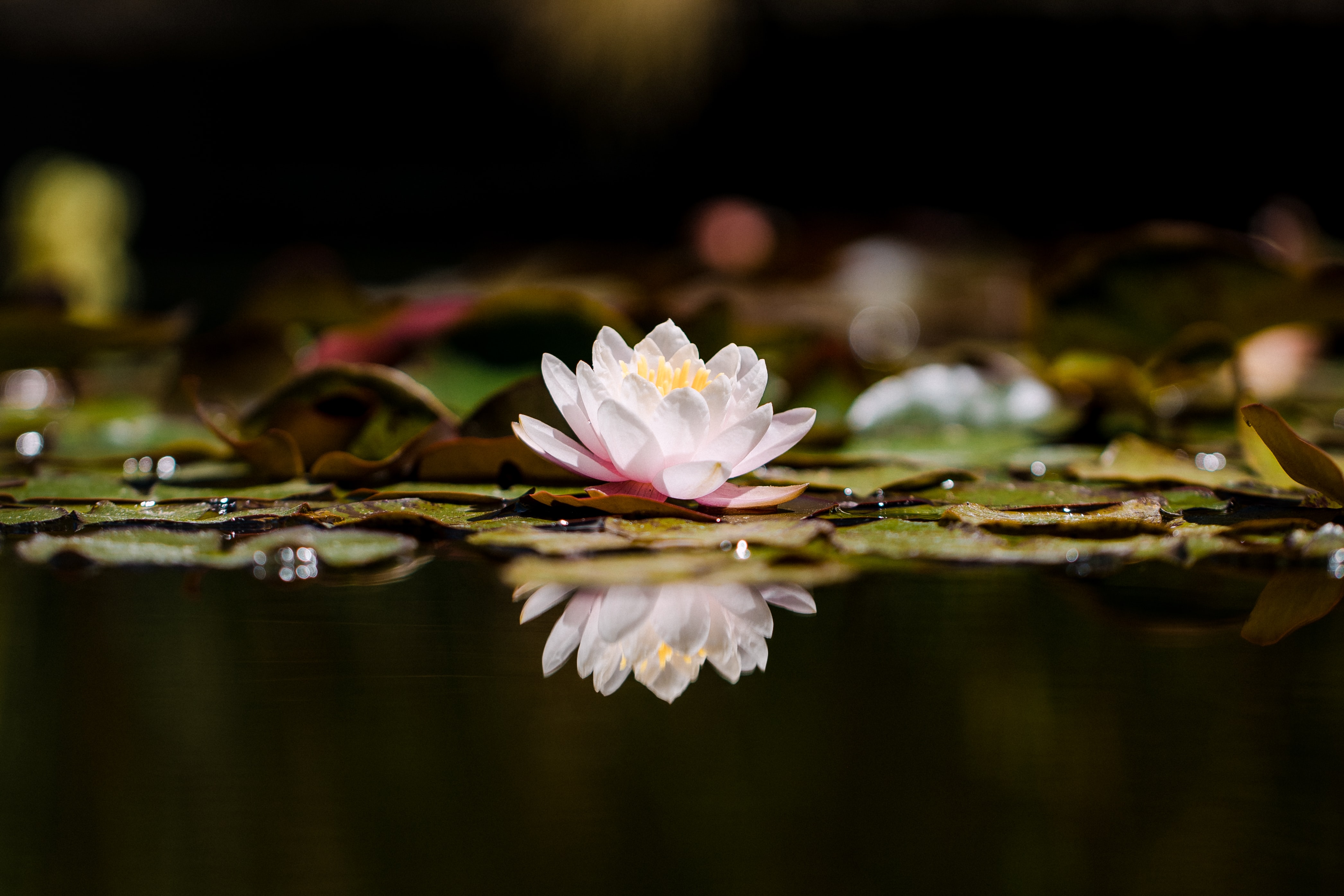 Download background flower, flowers, lotus, reflection, plant