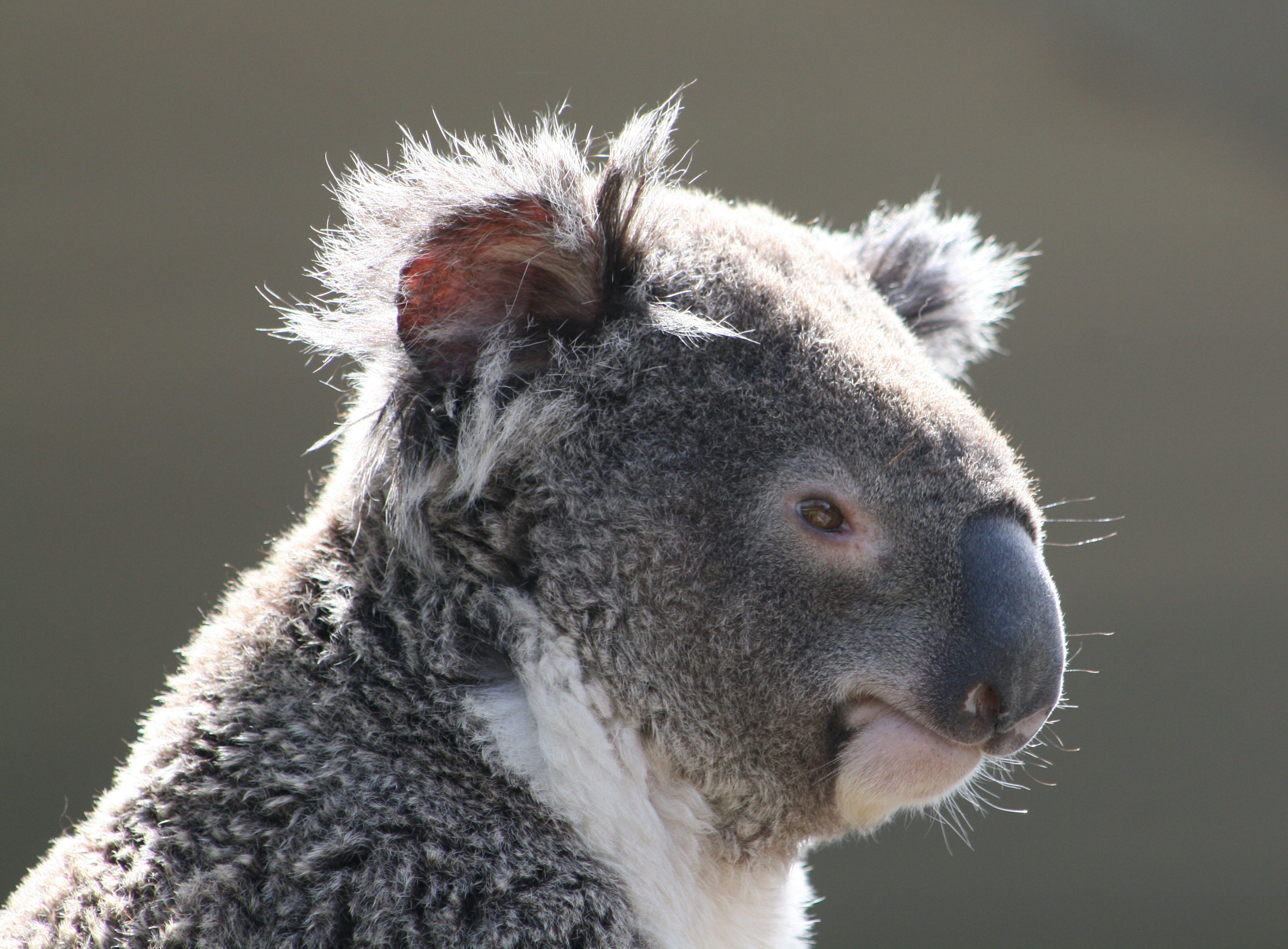 720316 Hintergrundbilder und Koala Bilder auf dem Desktop. Laden Sie  Bildschirmschoner kostenlos auf den PC herunter