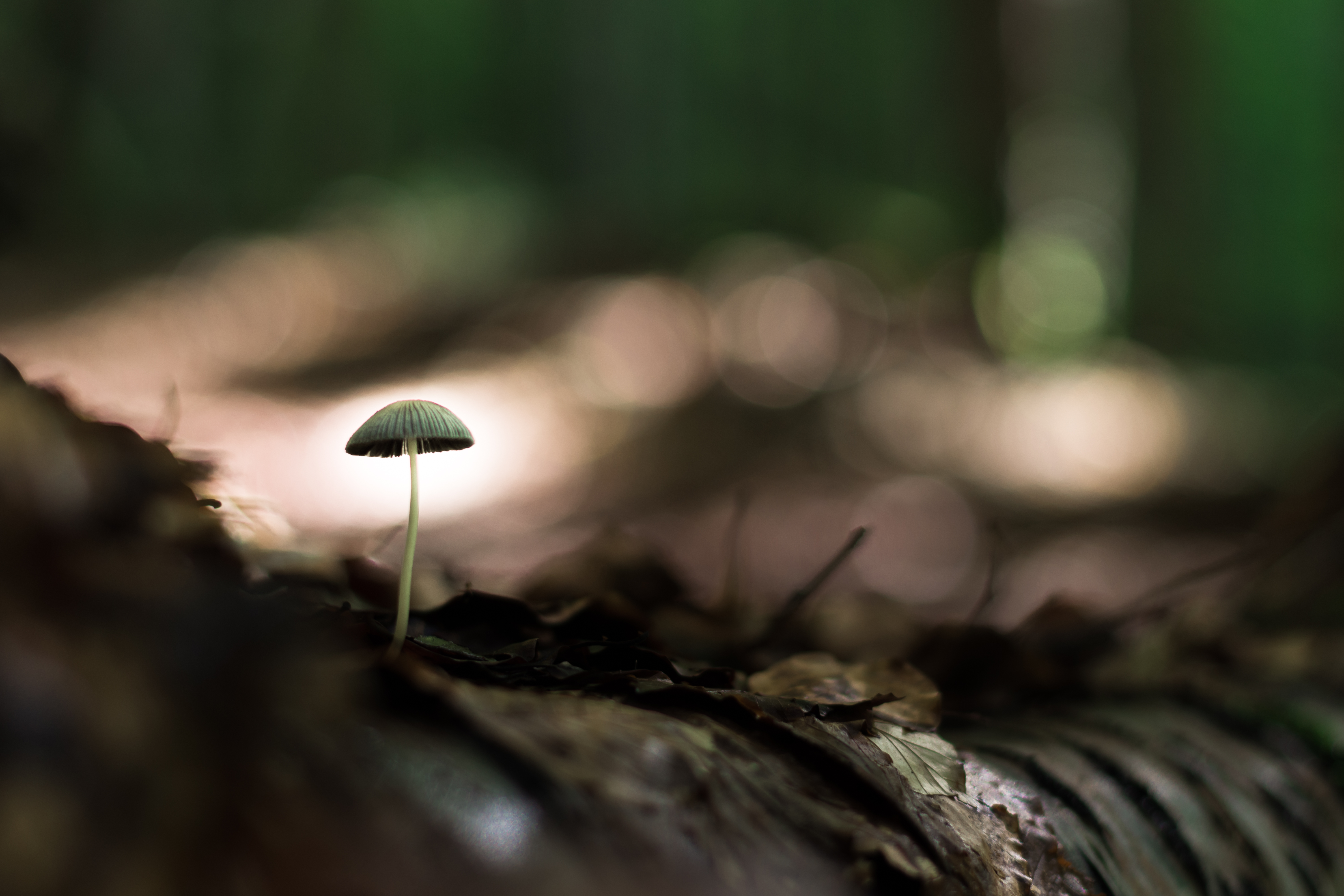 mushroom, leaves, macro, close up, land, earth 4K