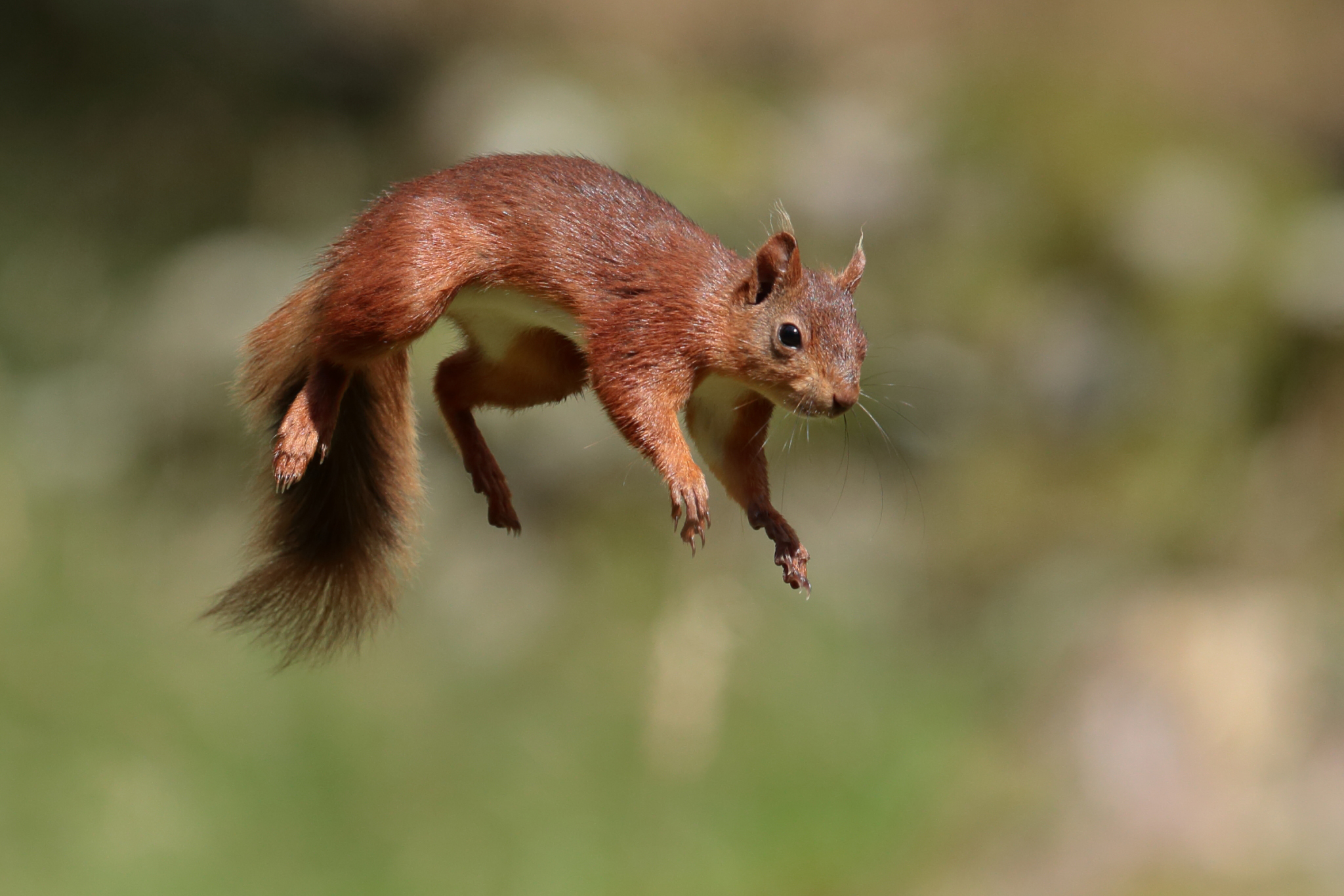 animal, squirrel, jump, rodent High Definition image
