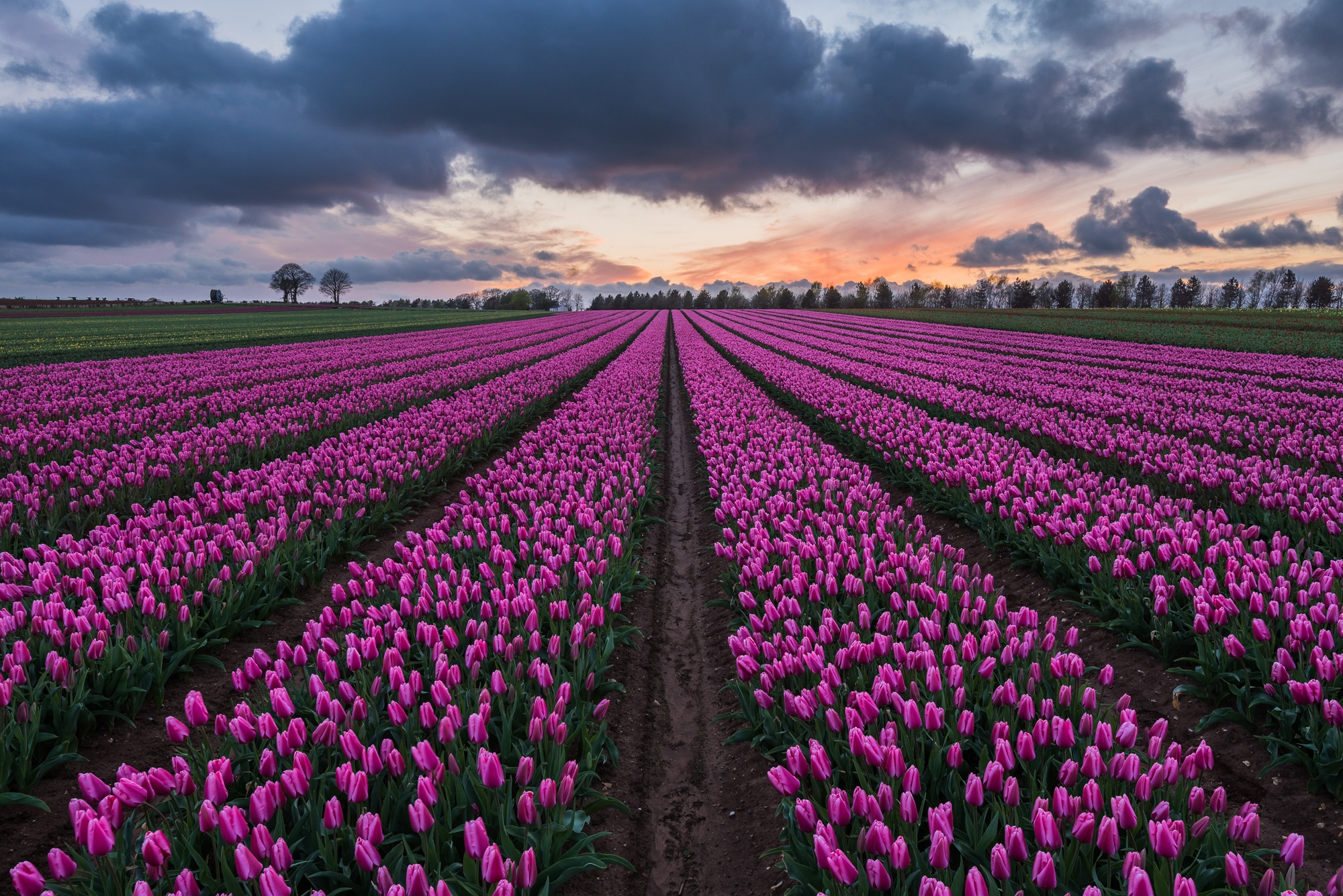 Free download wallpaper Nature, Flowers, Earth, Field, Cloud, Tulip, Pink Flower on your PC desktop