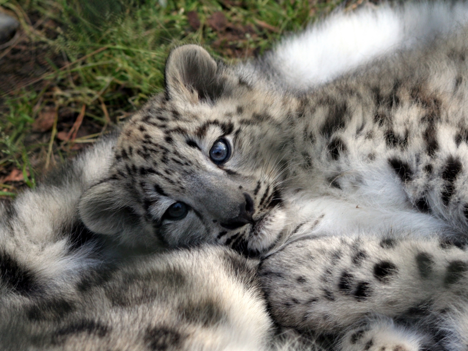 3016 Bild herunterladen schneeleopard, tiere - Hintergrundbilder und Bildschirmschoner kostenlos