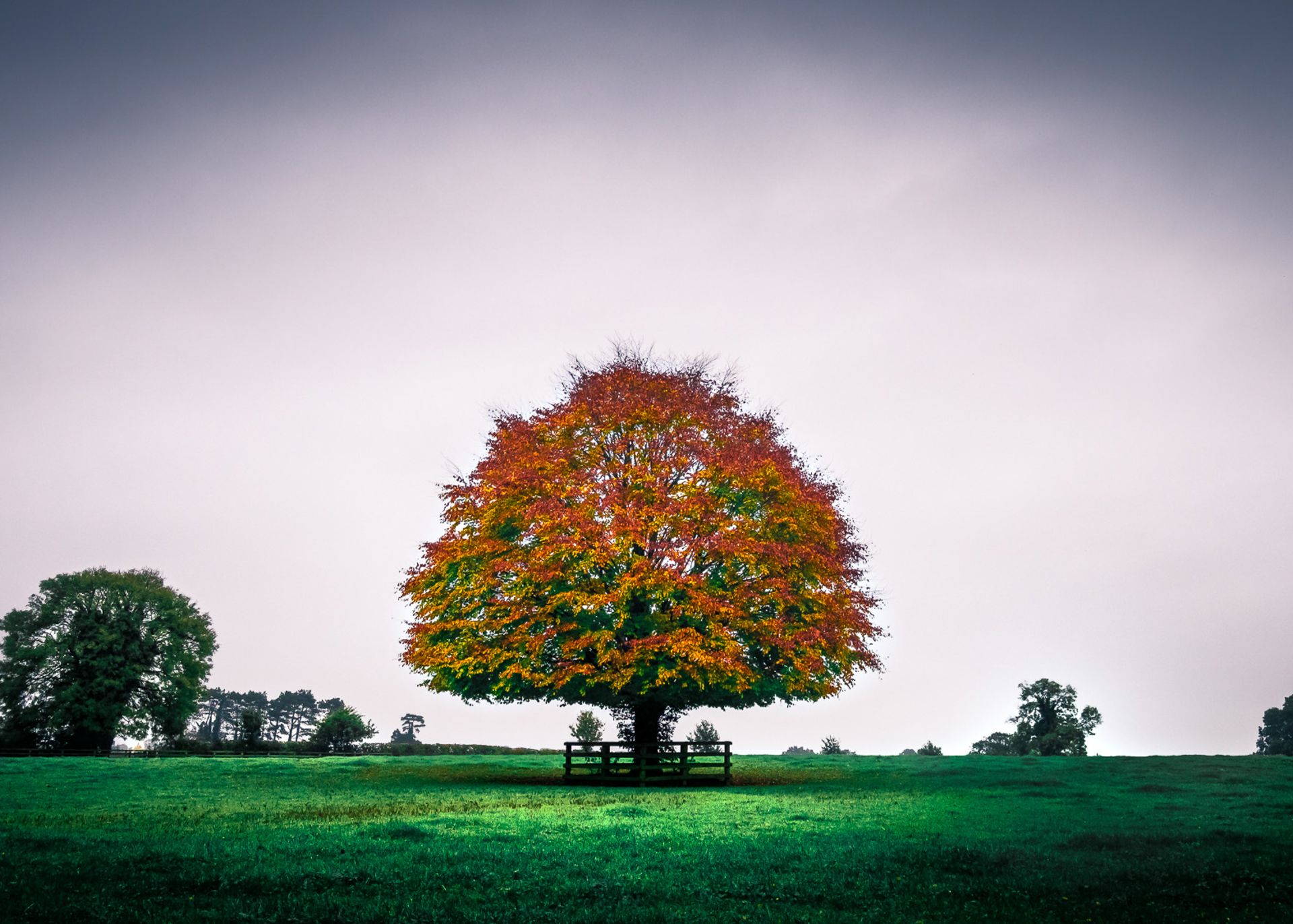 Дерево земли. Фон деревья оранжевый архитектура. 500*500pixel Tree HD photo. Trees UHD. Мил дерева в сезон Свети.