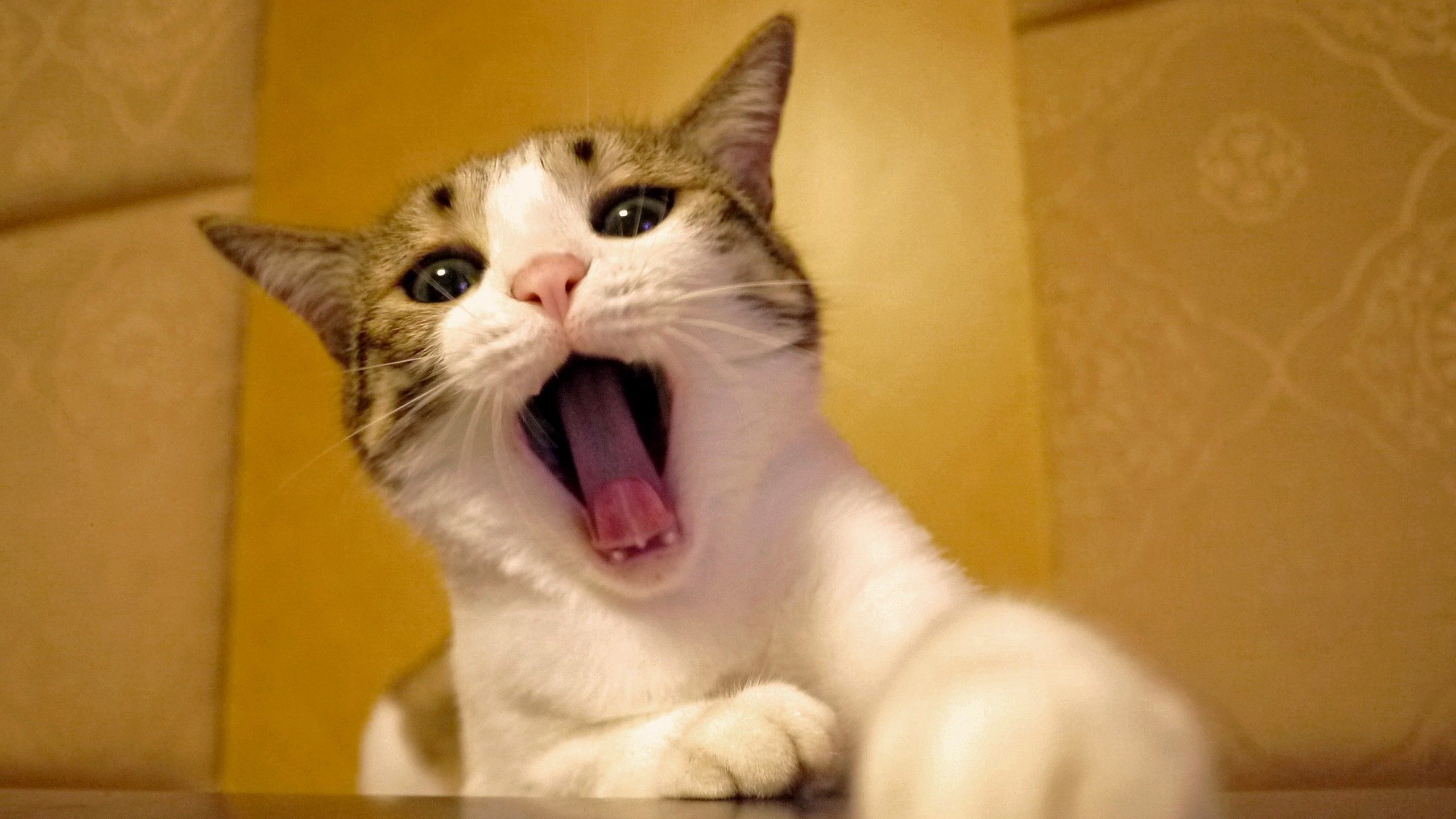 to yawn, animals, cat, muzzle, beautiful, yawn lock screen backgrounds