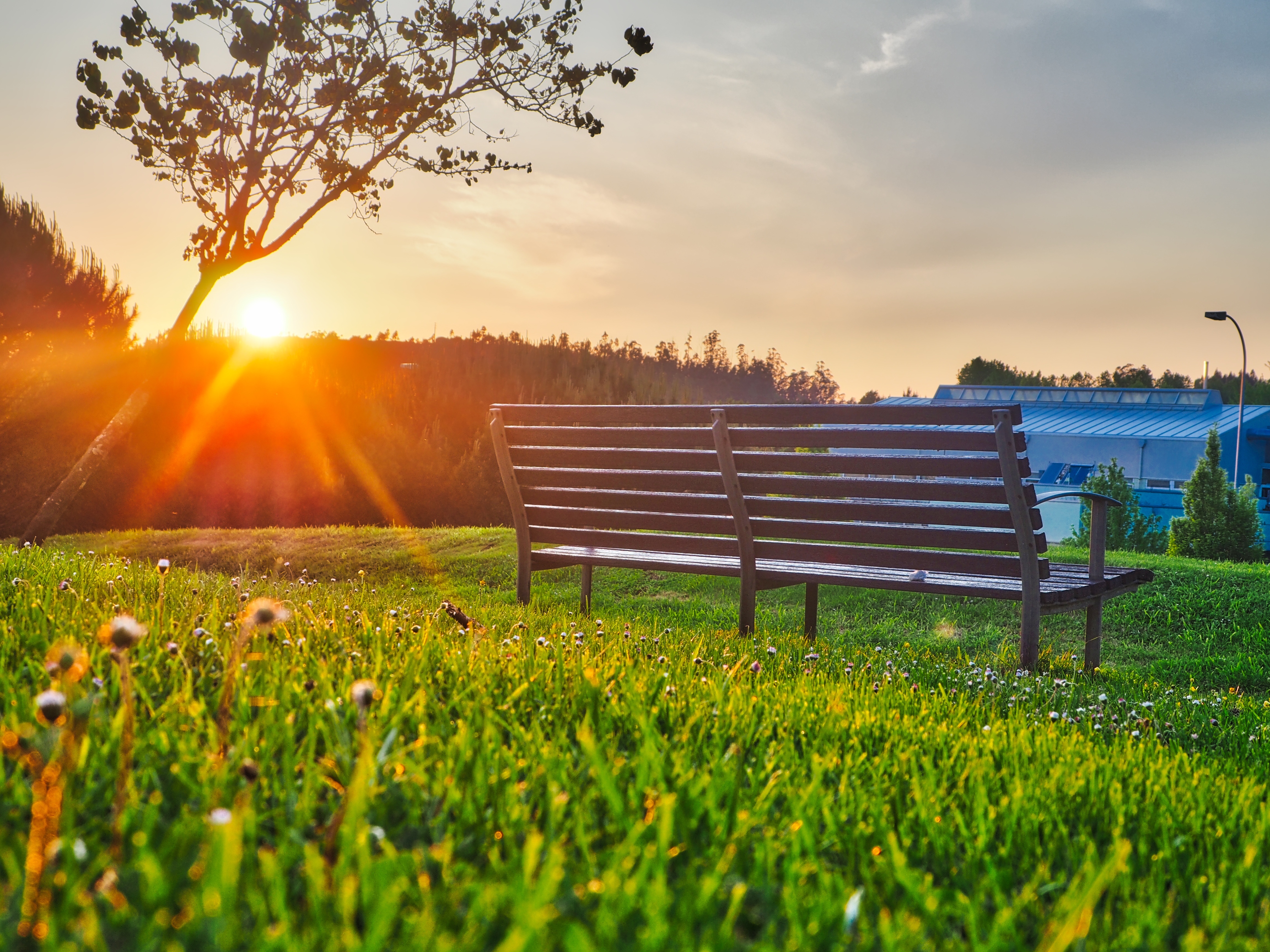 android park, sunlight, bench, nature, summer