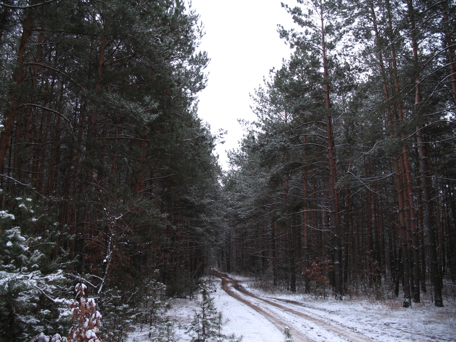 Handy-Wallpaper Bäume, Roads, Schnee, Landschaft, Pflanzen, Winter kostenlos herunterladen.