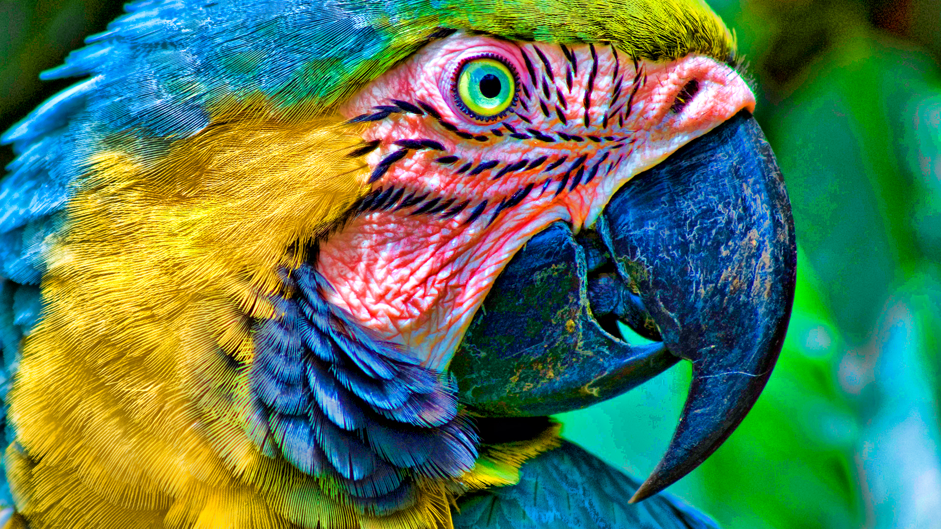 262532画像をダウンロード動物, コンゴウインコ, 鳥, 青と黄色のコンゴウインコ, 閉じる, オウム-壁紙とスクリーンセーバーを無料で