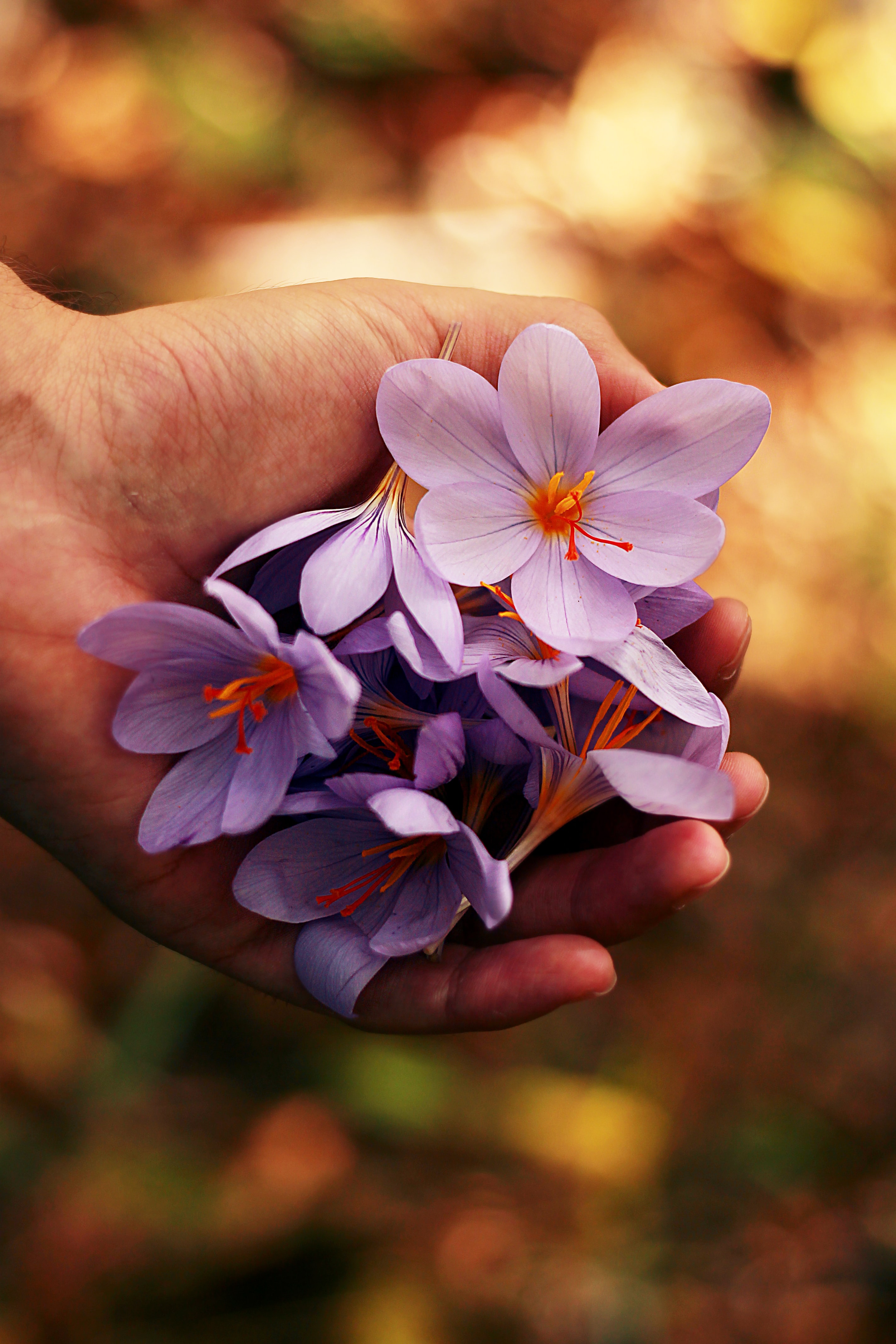 hands, spring, flowers