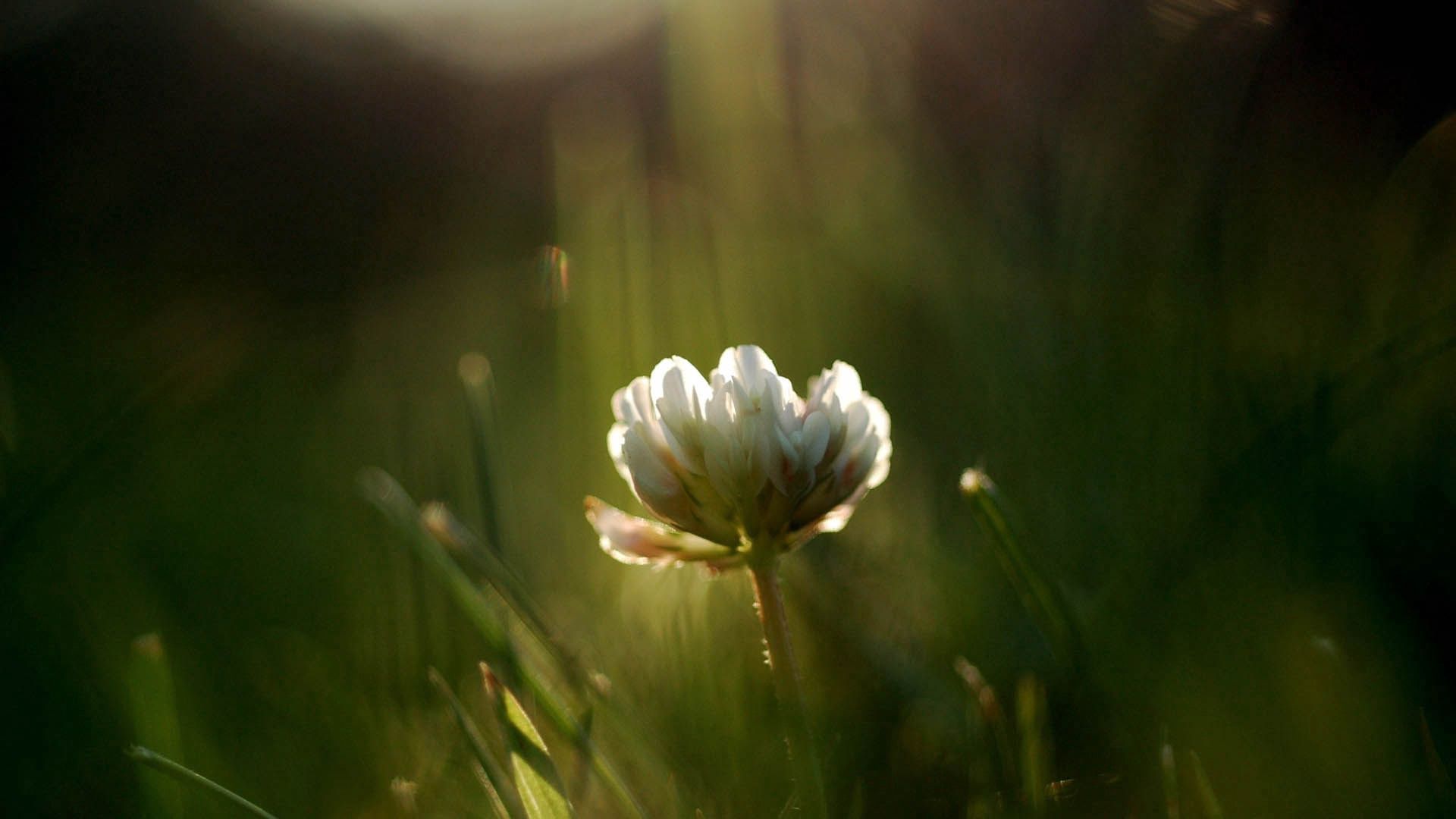 PCデスクトップに草, 大きい, マクロ, 輝く, 光, クローバー, 花画像を無料でダウンロード