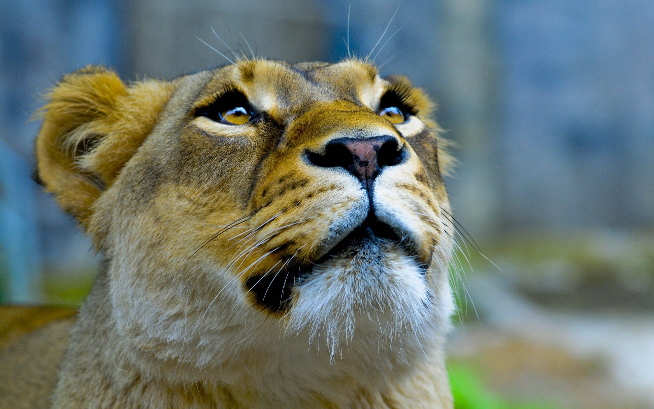 Львица фото красивое животное