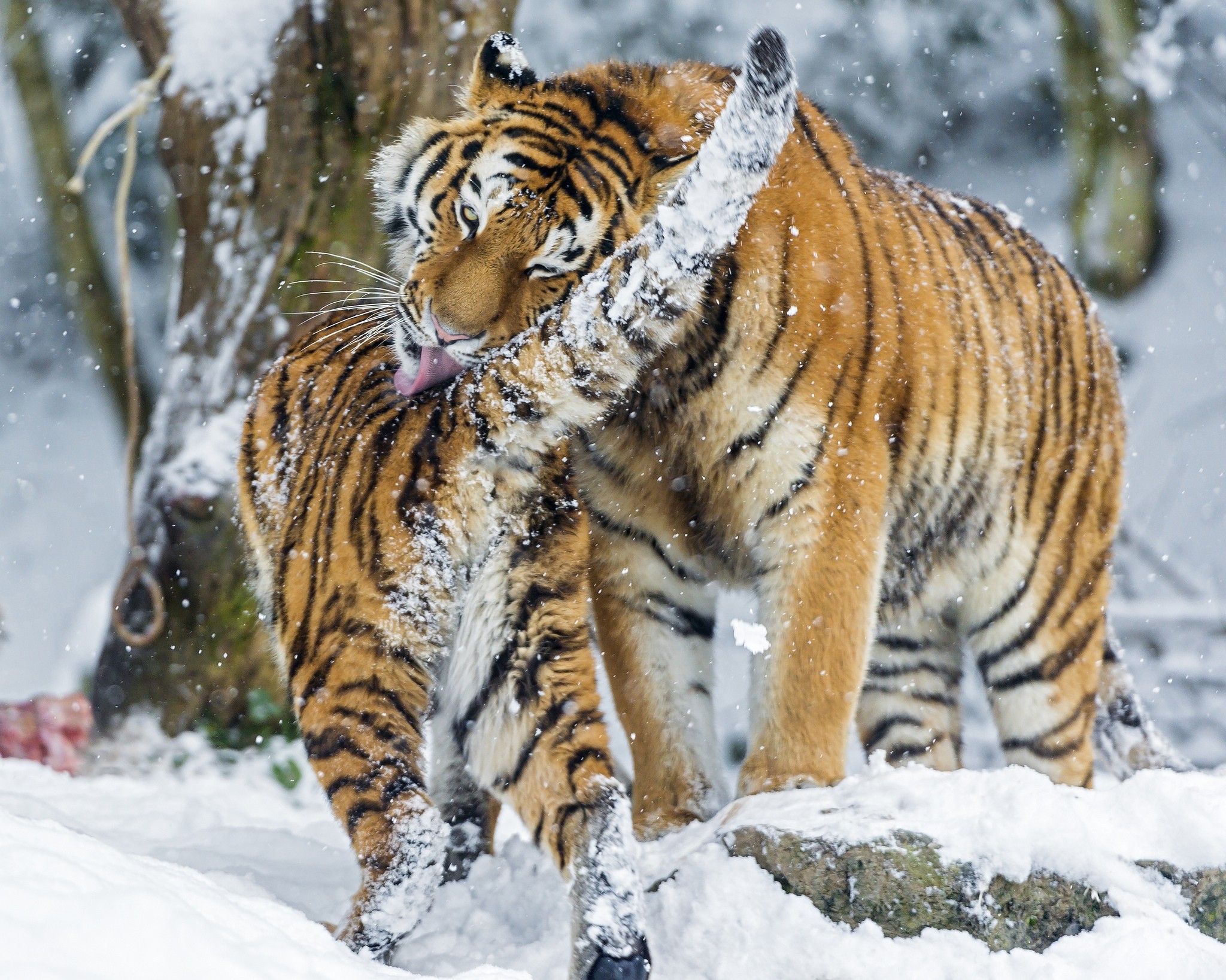 112458 Hintergrundbild herunterladen tiere, schnee, junge, große katze, big cat, joey, raubtiere, amur tiger - Bildschirmschoner und Bilder kostenlos