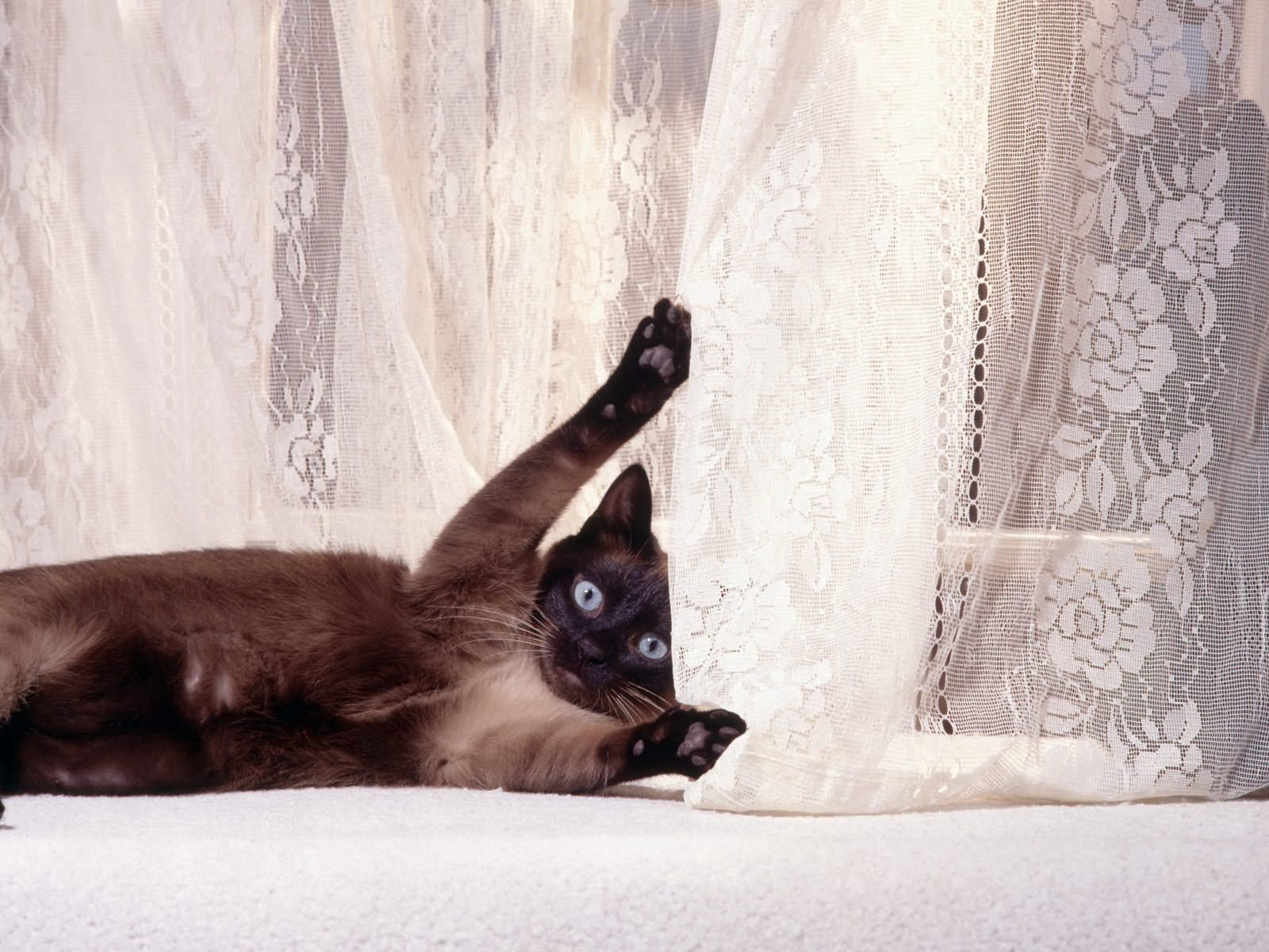 155075 下載圖片 动物, 猫, 俏皮, 窗帘 - 免費壁紙和屏保