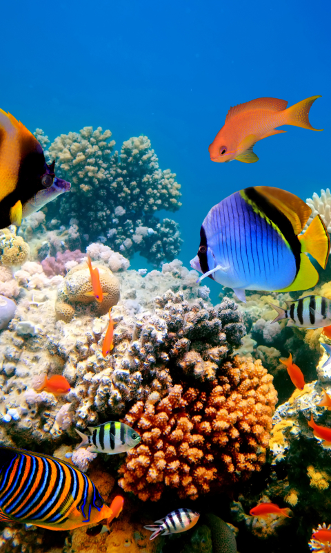 Wallpaper underwater world, underwater, ocean, fishes, tropical, reef, coral,  coral reef for mobile and desktop, section природа, resolution 4288x2848 -  download