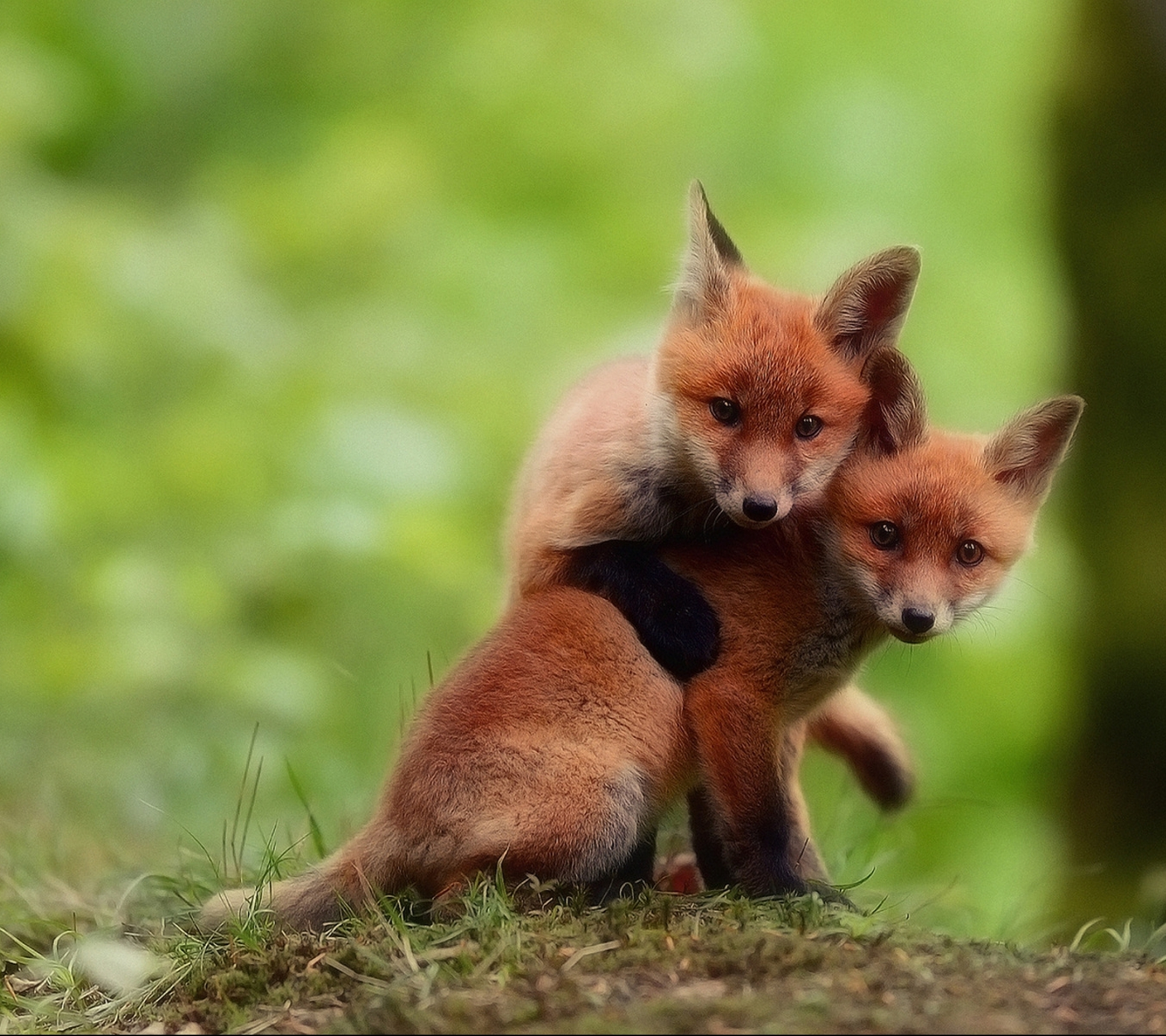 Fox ii. Лисик Фокс. Красивые животные. Лисята фото. Красивая лиса.