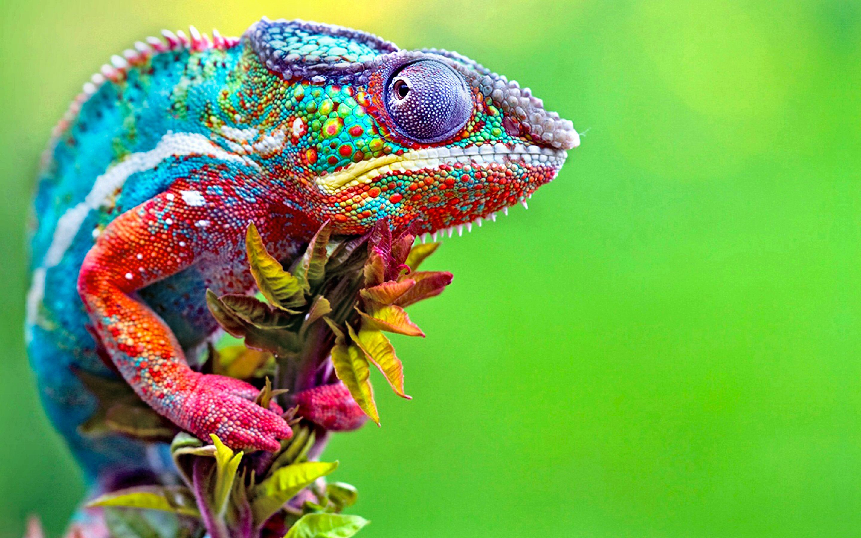 animal, colorful, reptiles, chameleon, lizard UHD