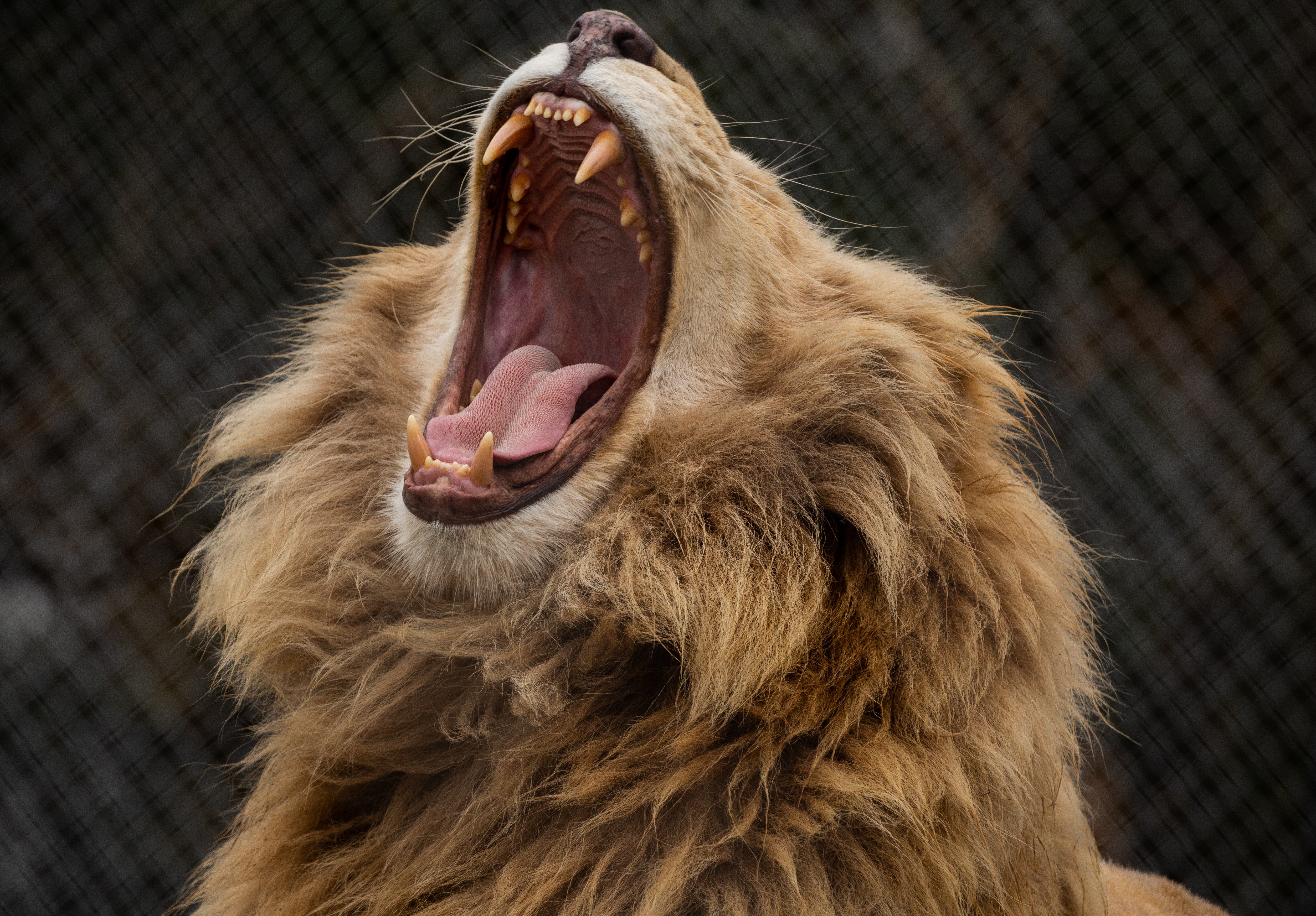 101511 descargar imagen animales, sonrisa, un leon, león, depredador, colmillos, melena: fondos de pantalla y protectores de pantalla gratis
