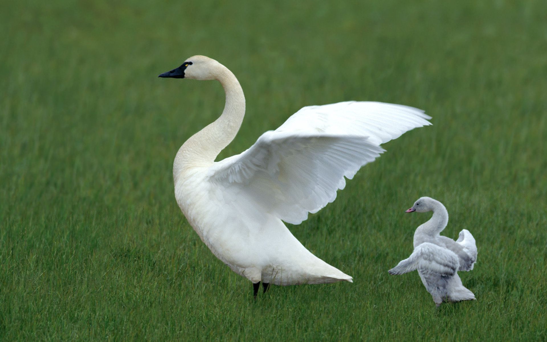 young, animals, grass, family, swan, cubs Image for desktop