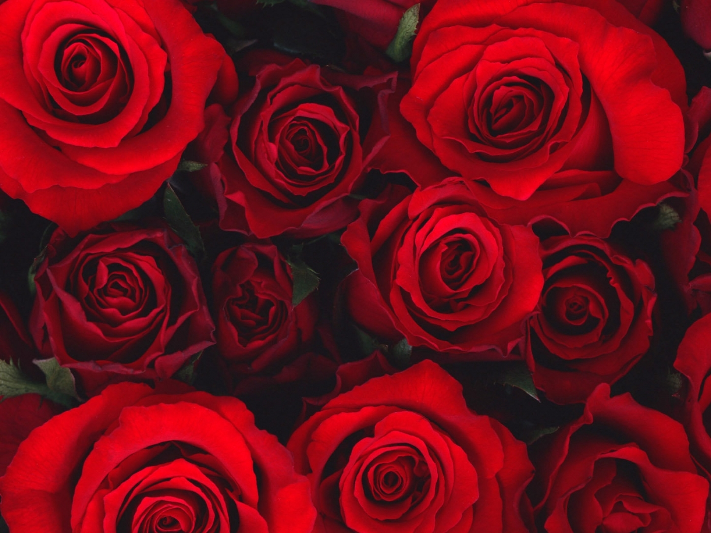 Wallpaper Full HD flowers, roses, pictures, red