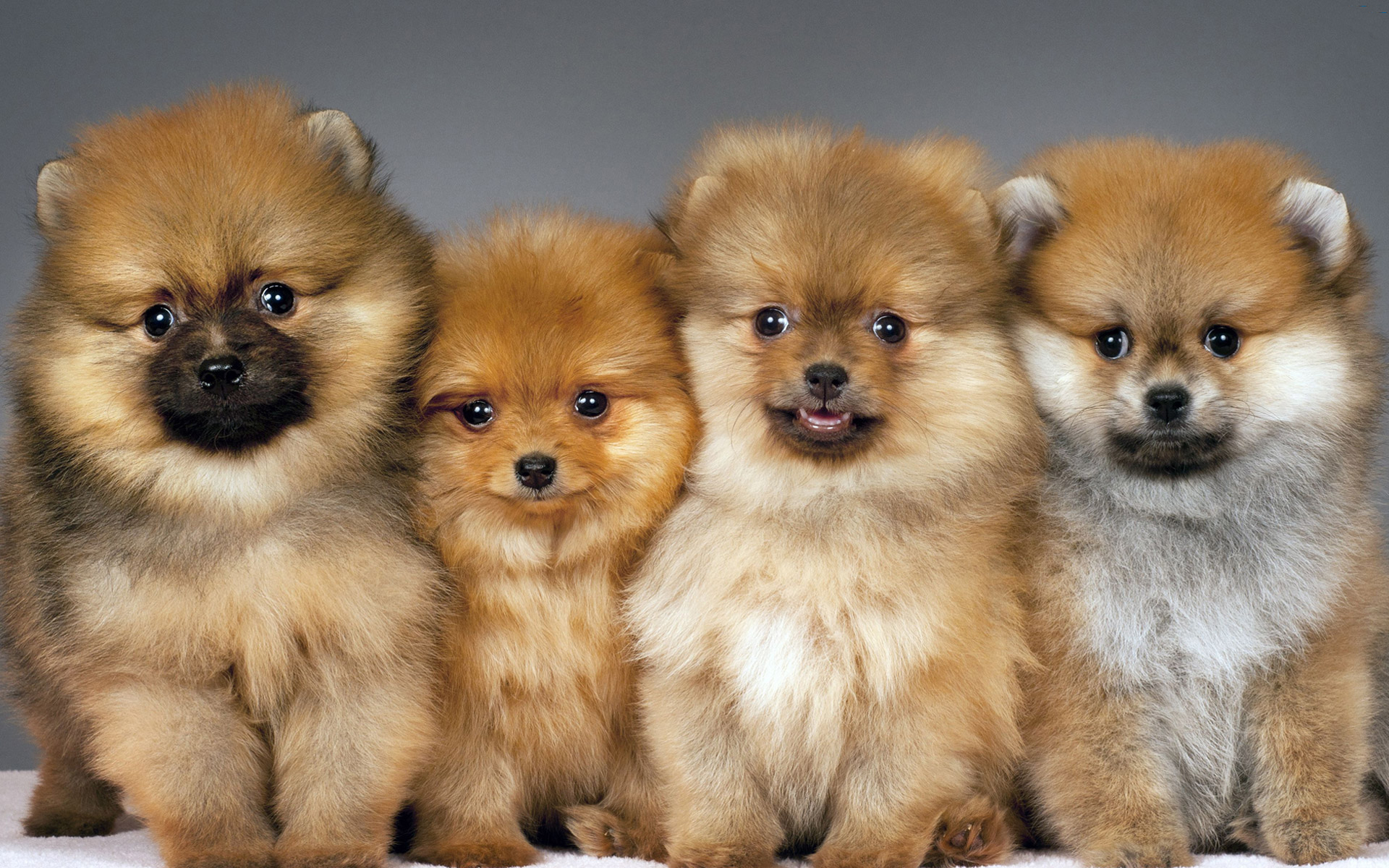 Породы собак щенки с фотографиями щенки