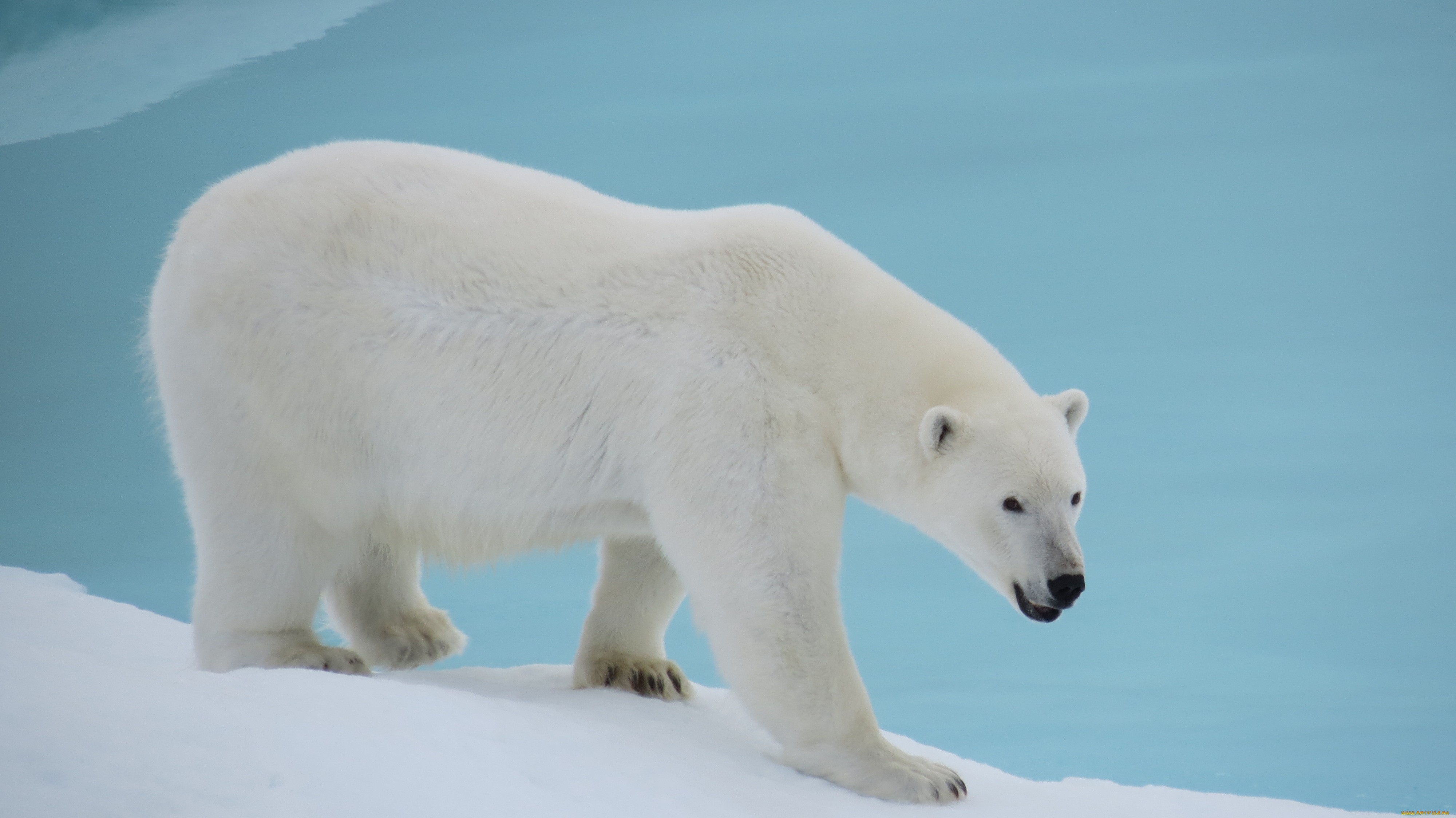 276073 baixar papel de parede animais, urso polar, ursos - protetores de tela e imagens gratuitamente