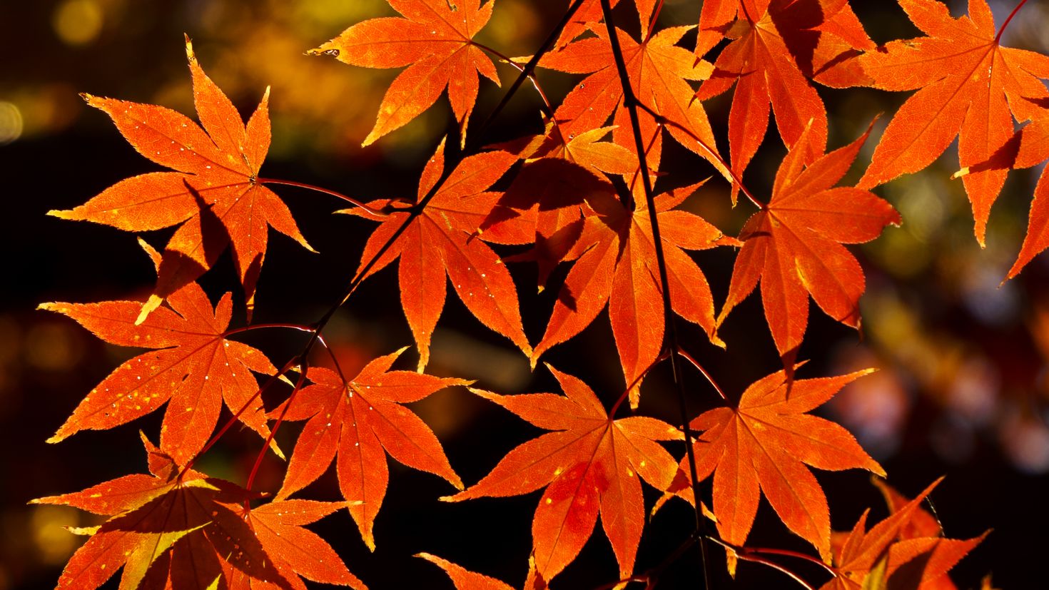 Цвет листа клена осенью. Лист клена. Оранжевый лист. Клен осенью. Осень клен.