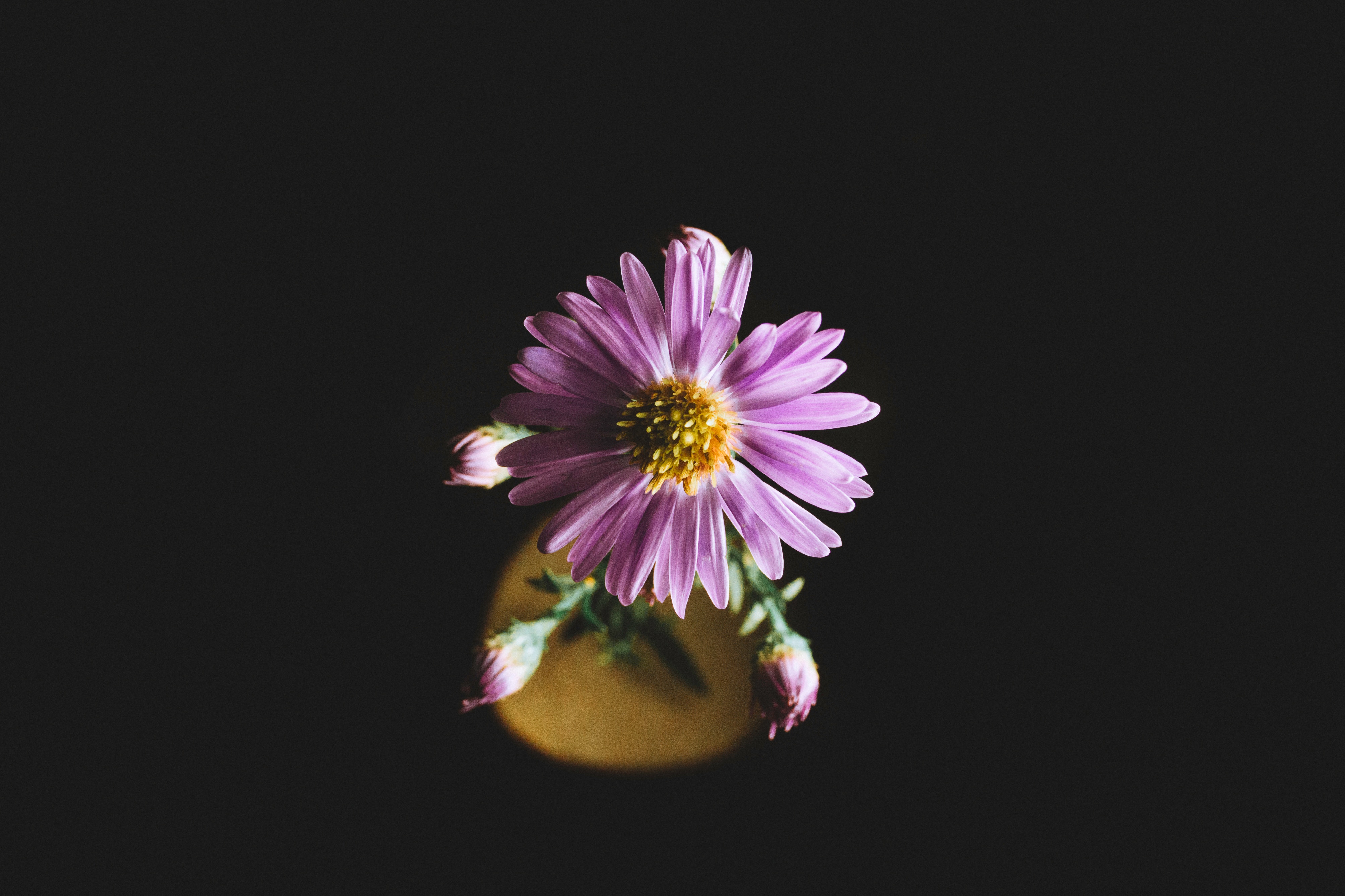 petals, flowers, flower, aster Image for desktop
