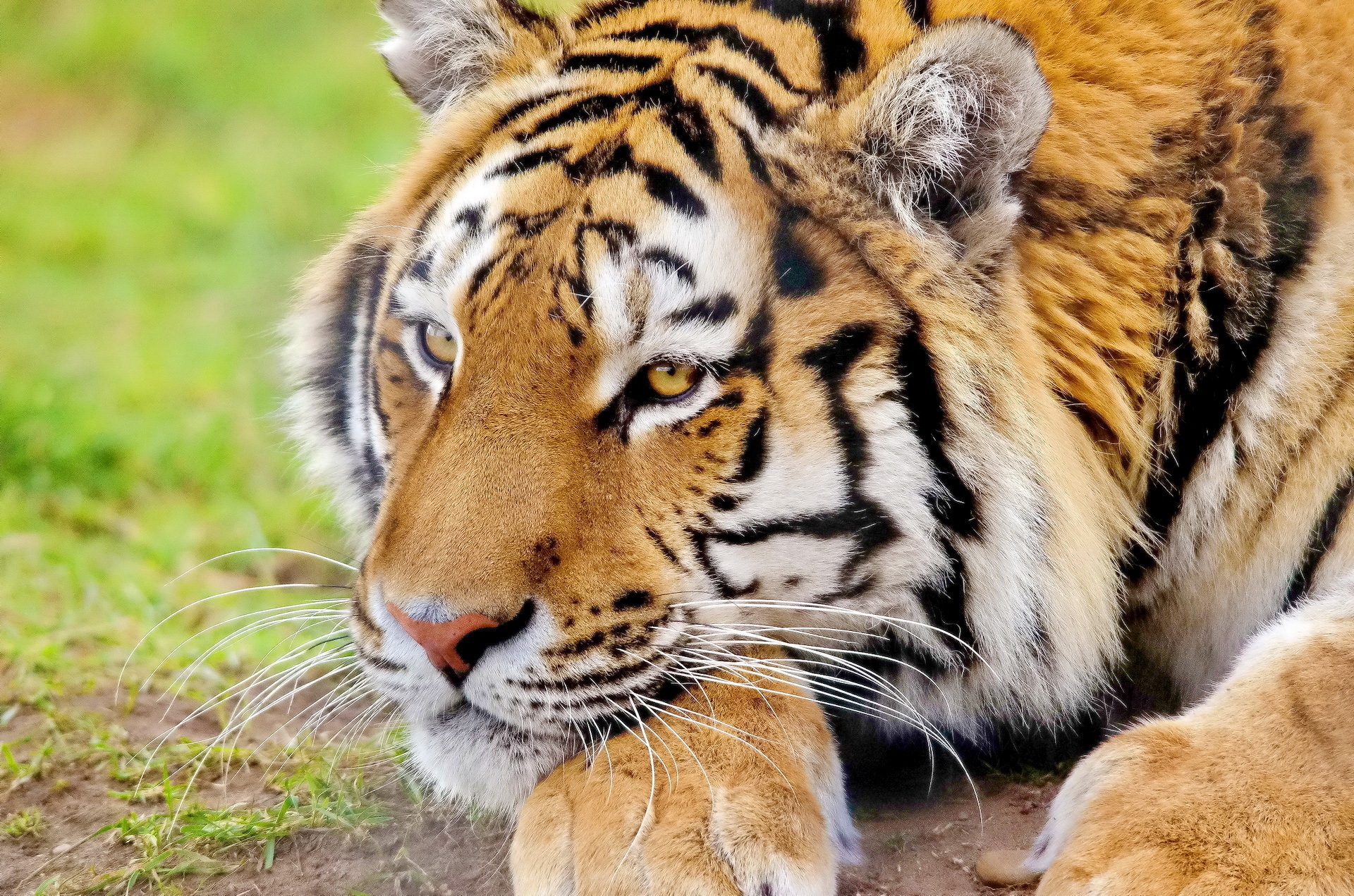 relaxation, animals, muzzle, predator, rest, tiger Free Stock Photo