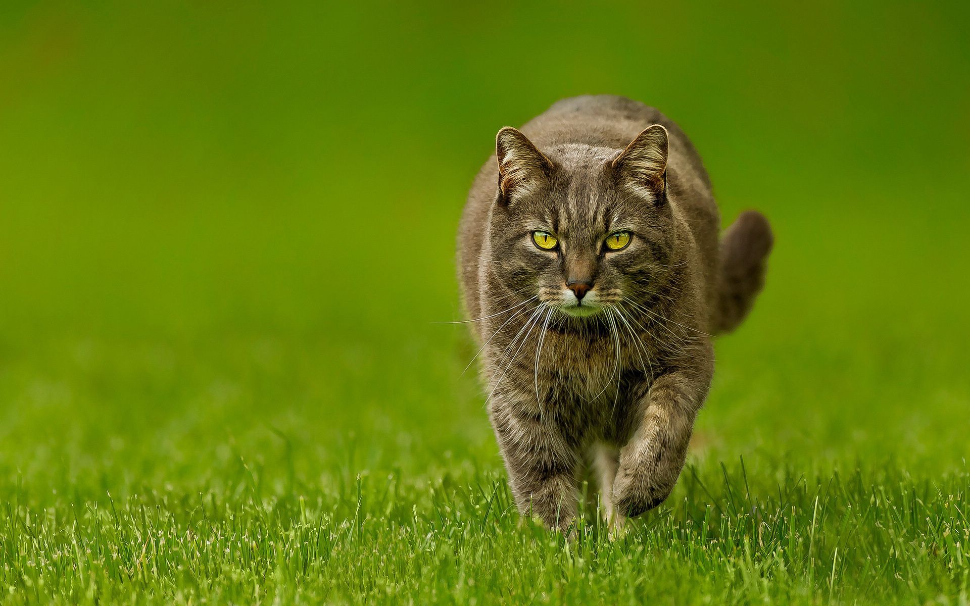 nature, lawn, greens, animals, cat, spring Full HD