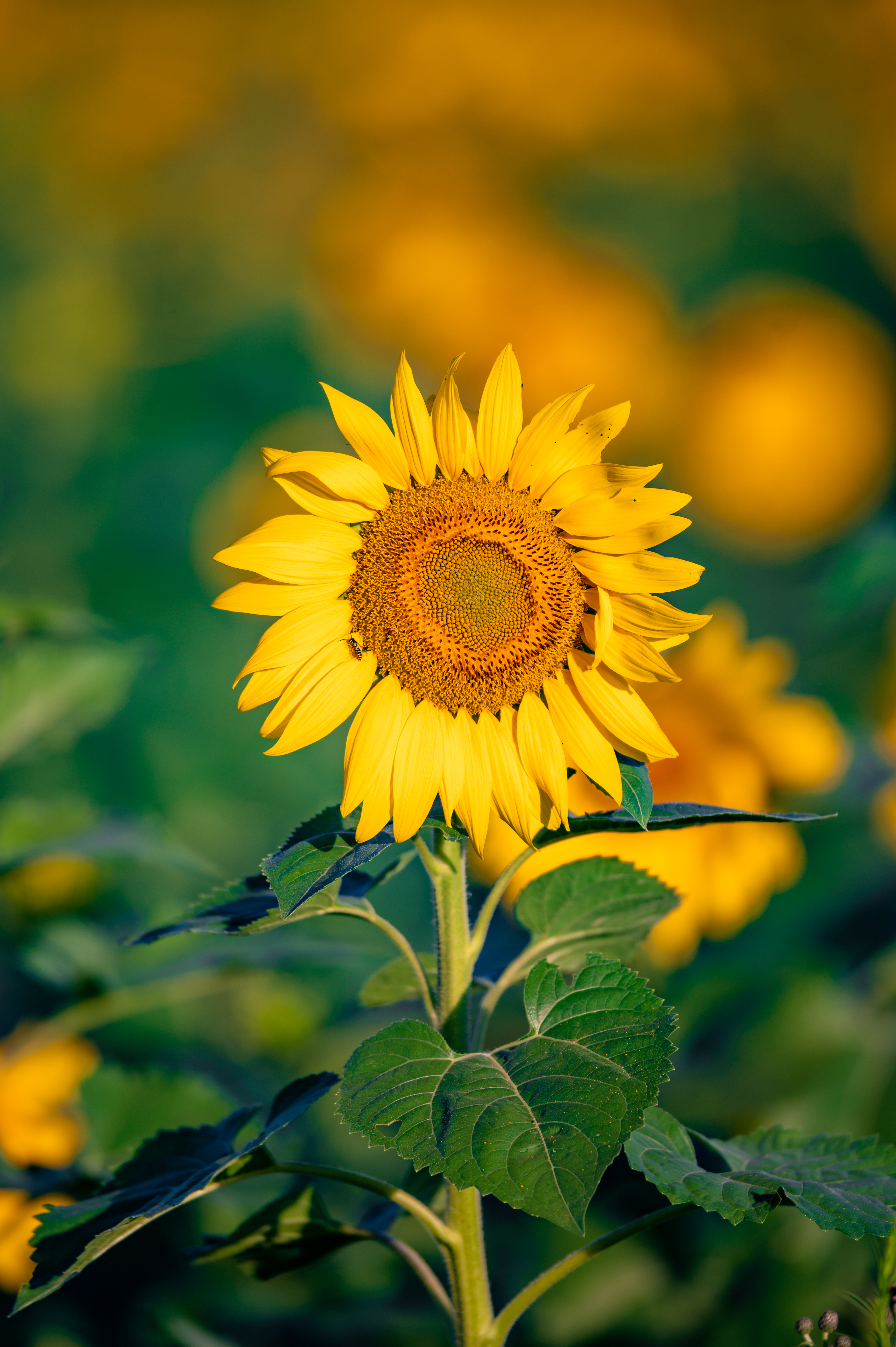 Laden Sie das Fokus, Blume, Blütenblätter, Sonnenblume, Blumen-Bild kostenlos auf Ihren PC-Desktop herunter