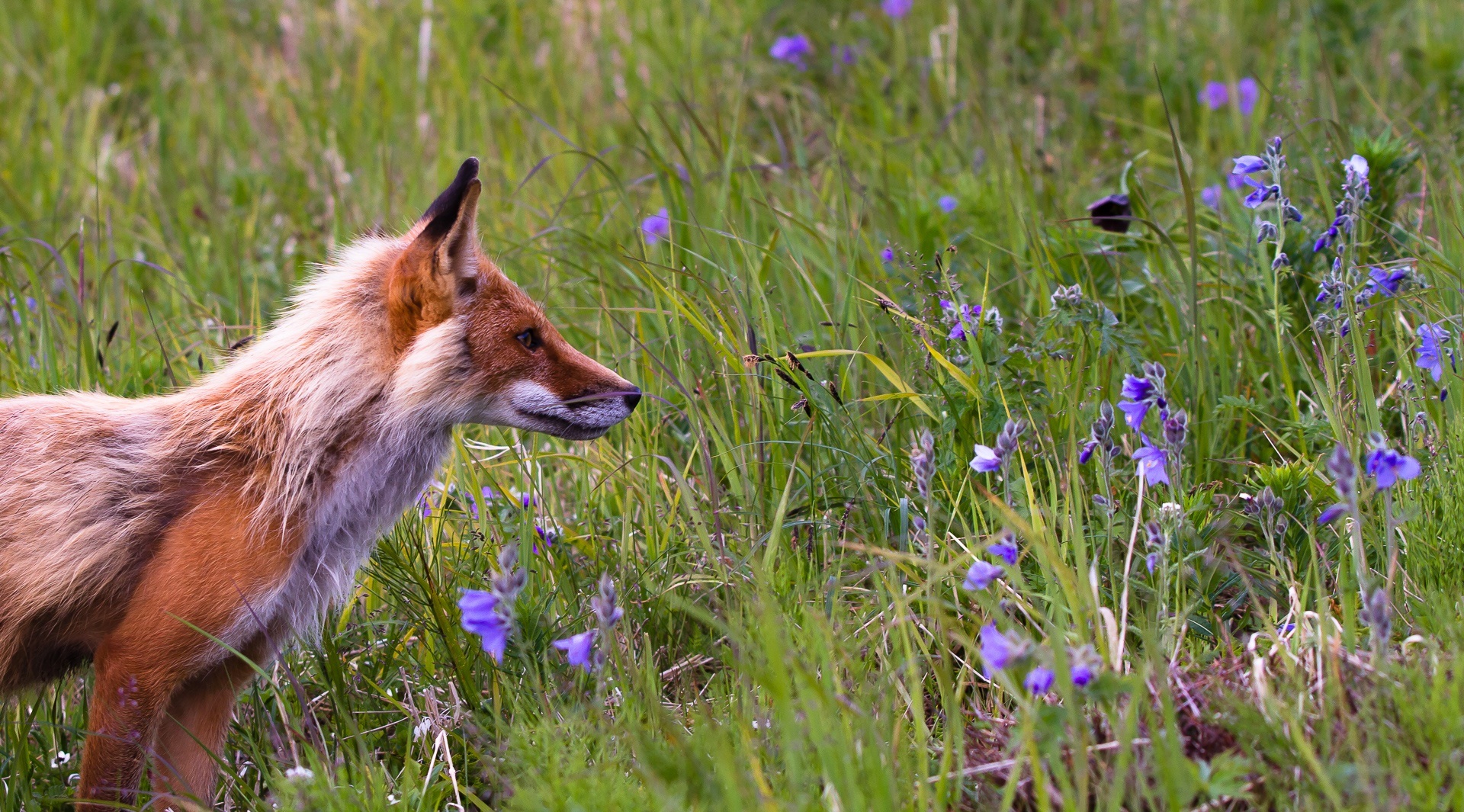 Laden Sie das Ein Fuchs, Grass, Tiere, Blumen, Fuchs, Feld-Bild kostenlos auf Ihren PC-Desktop herunter