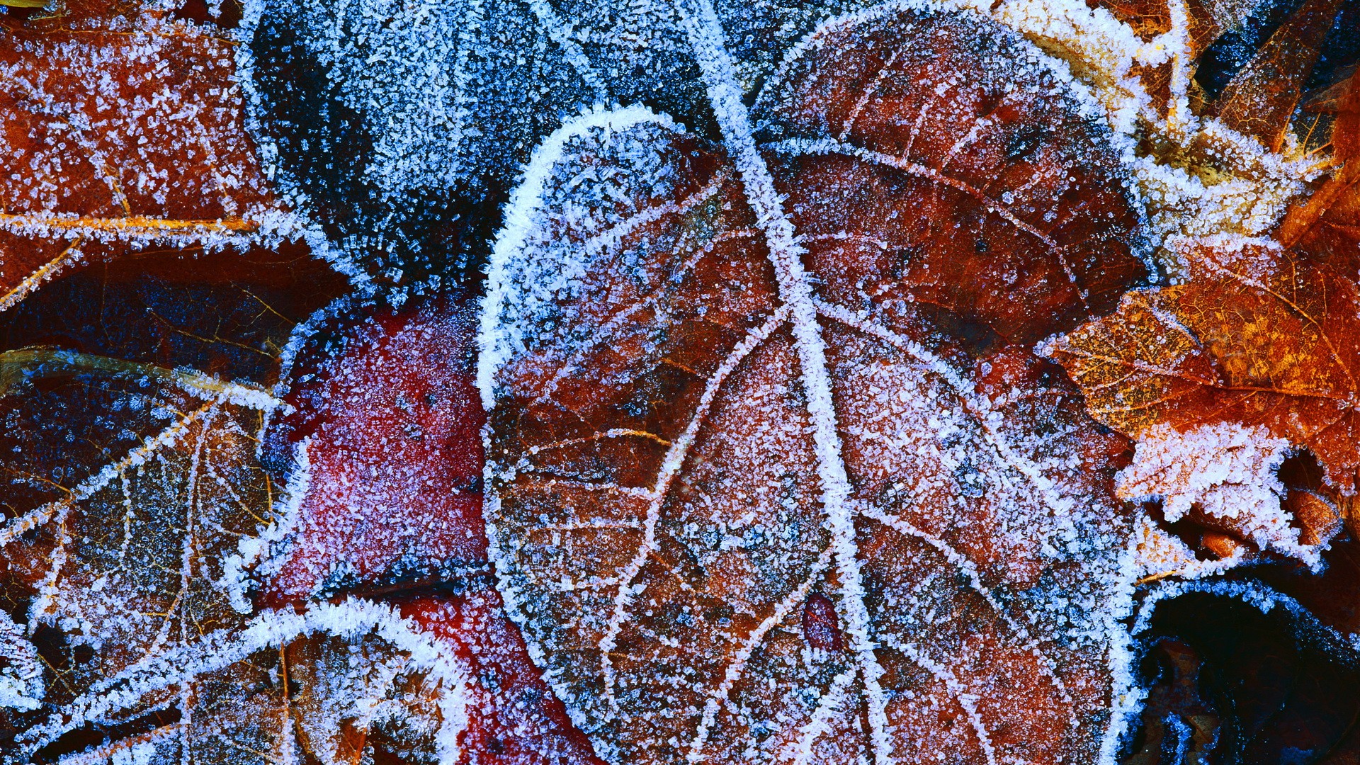 Осенние листья во льду