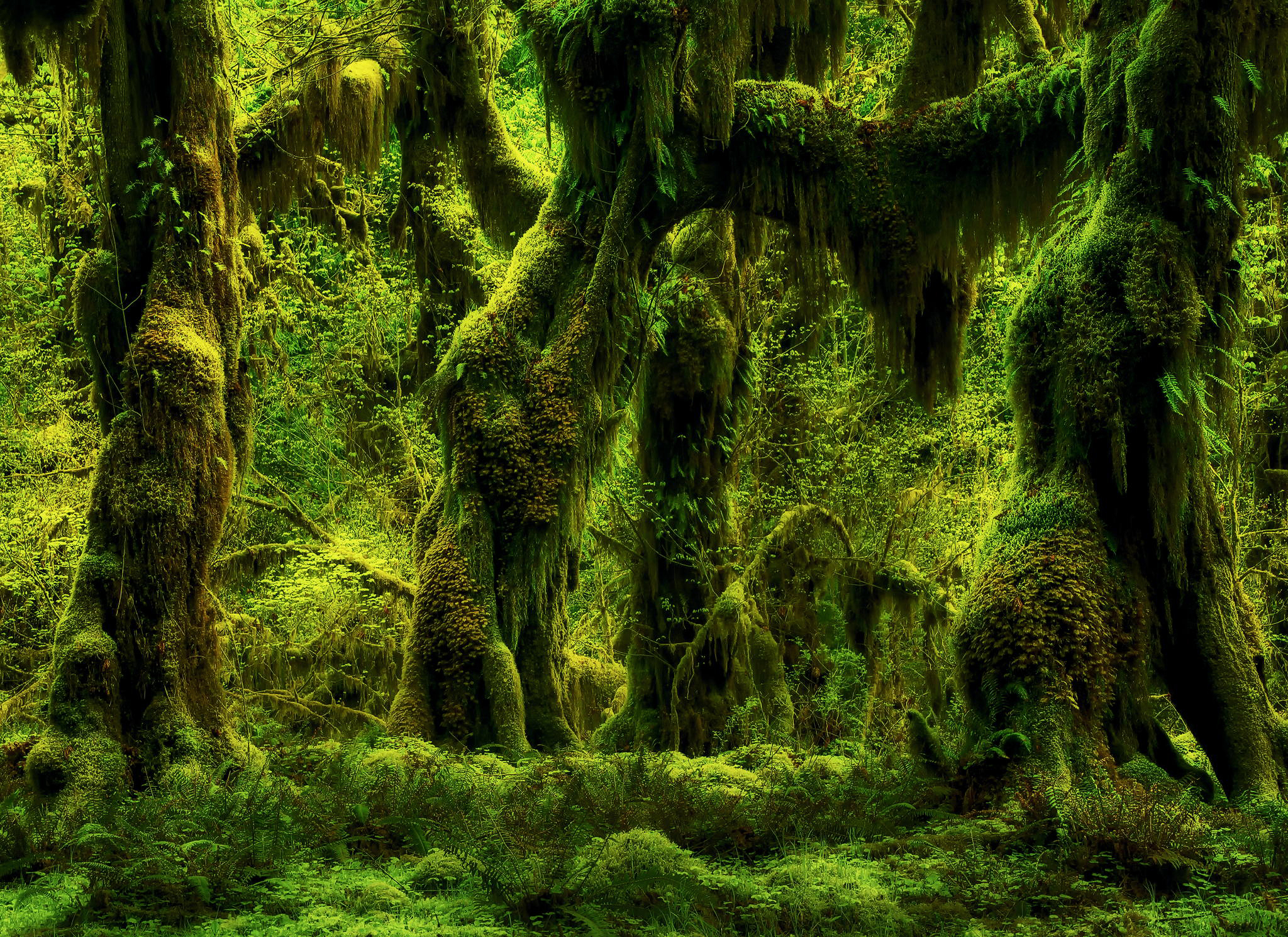 Как называется болото заросшее мхом. Мховый лес Малайзия. Мистический мховый лес Малайзия. Джунгливский мох. Дремучий, замшелый лес….