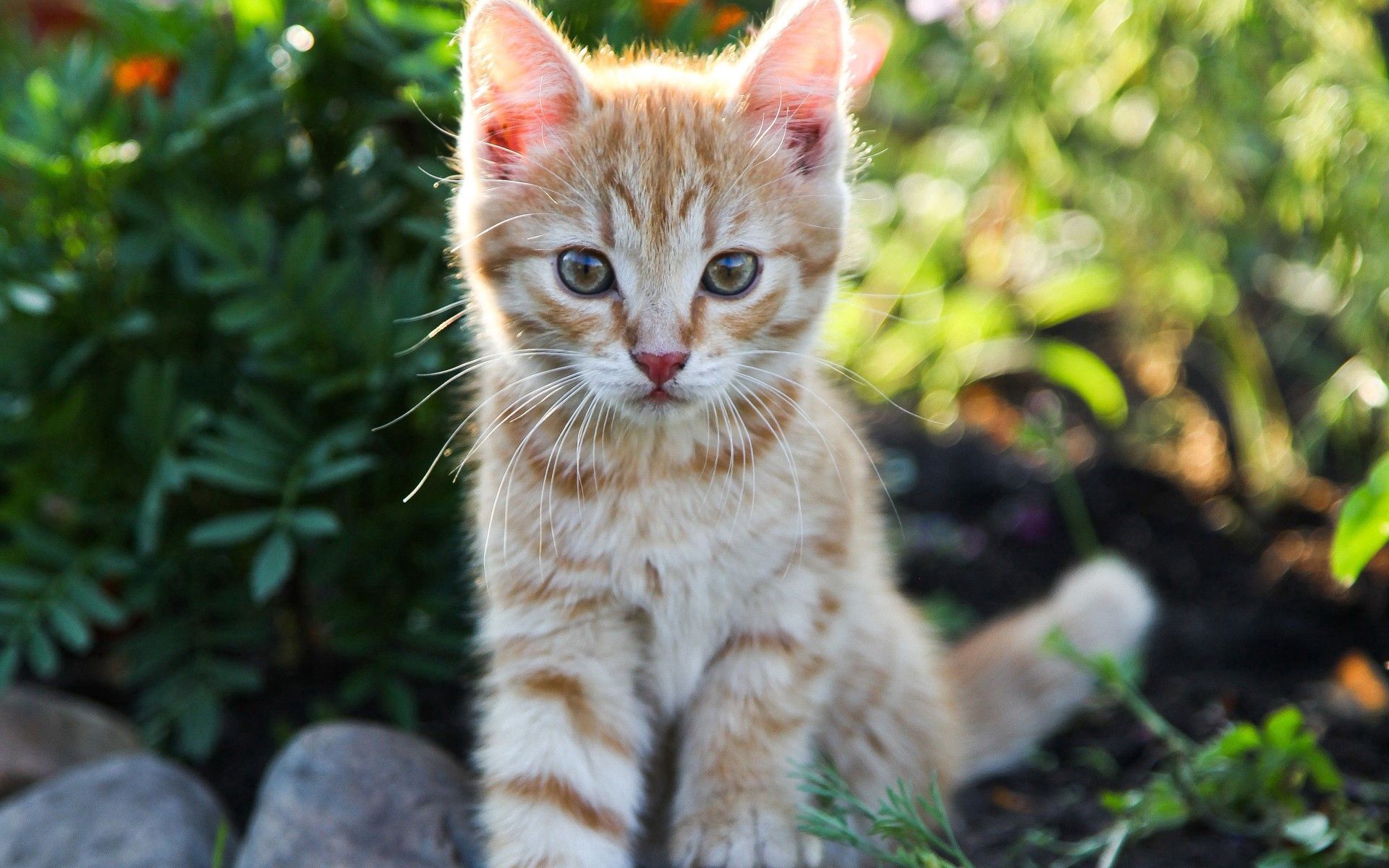 kitty, nice, animals, kitten, sweetheart, small High Definition image