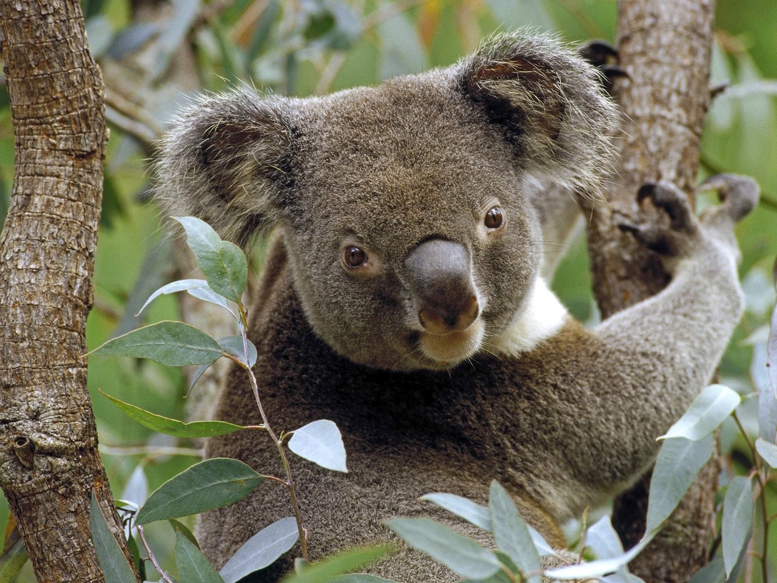 4265 Hintergrundbild herunterladen koalas, tiere - Bildschirmschoner und Bilder kostenlos