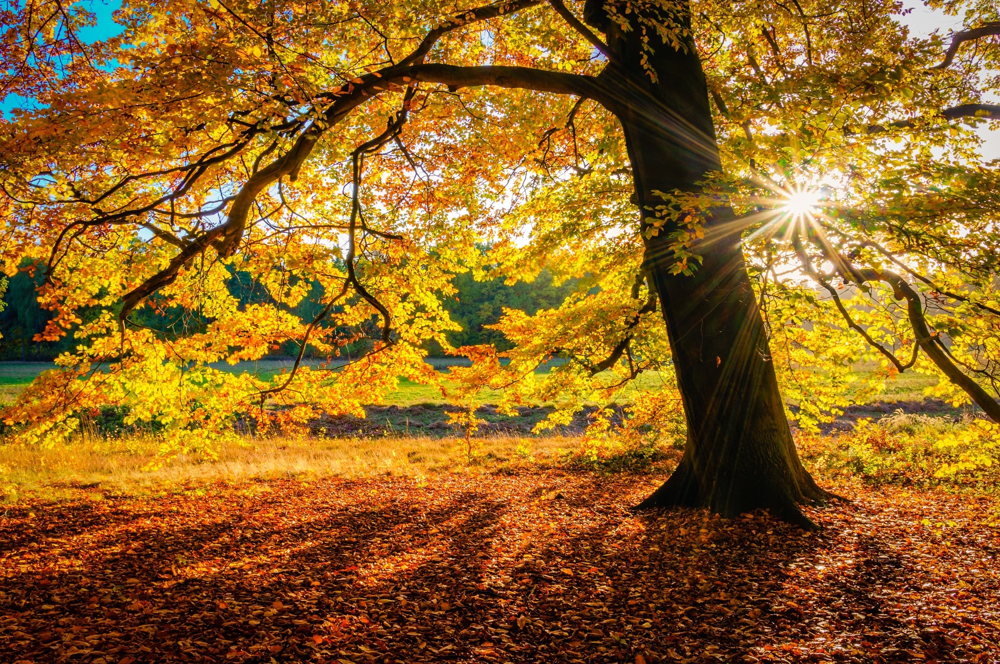 Осень лес солнце