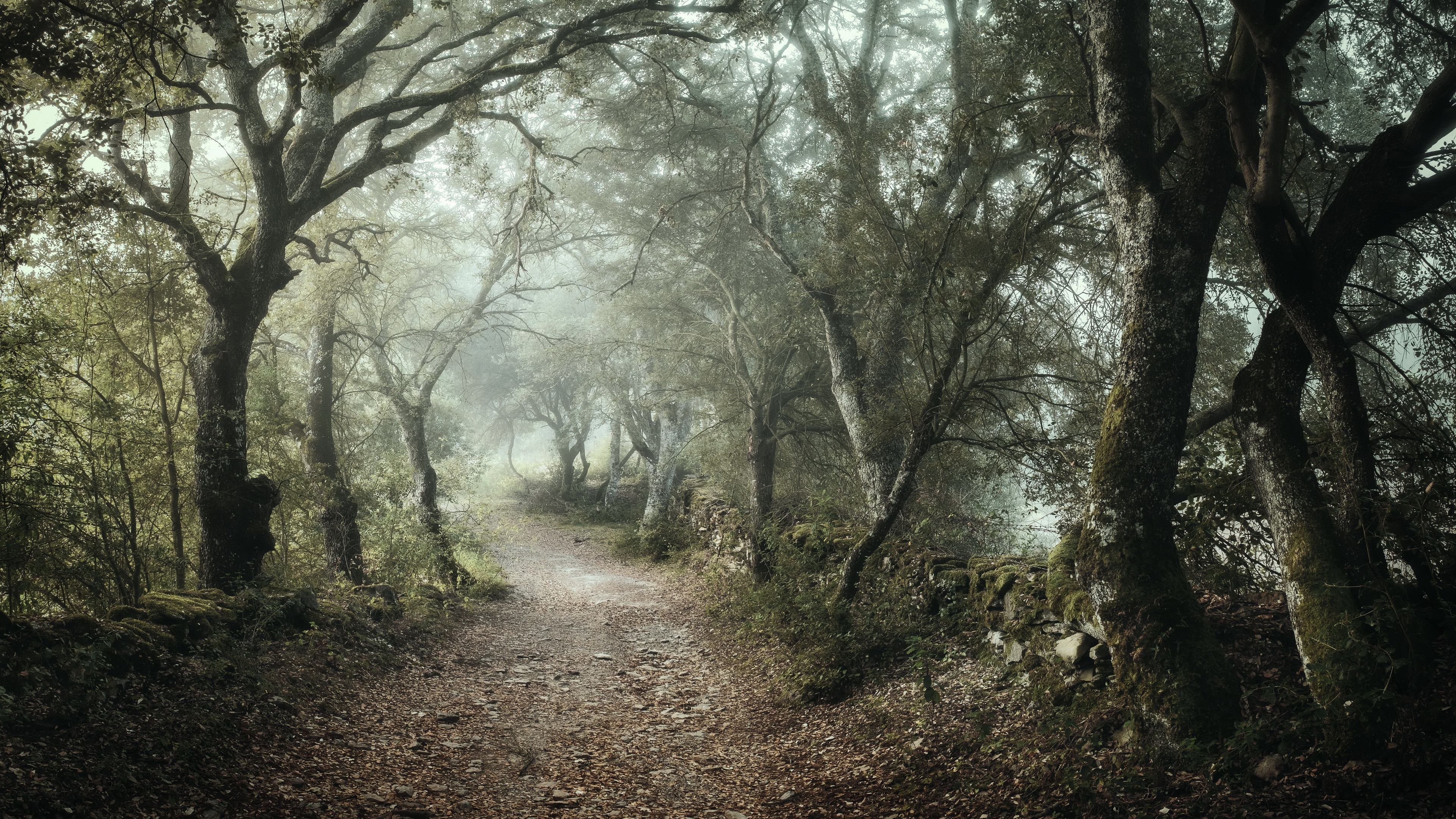Туманная дорога в лесу