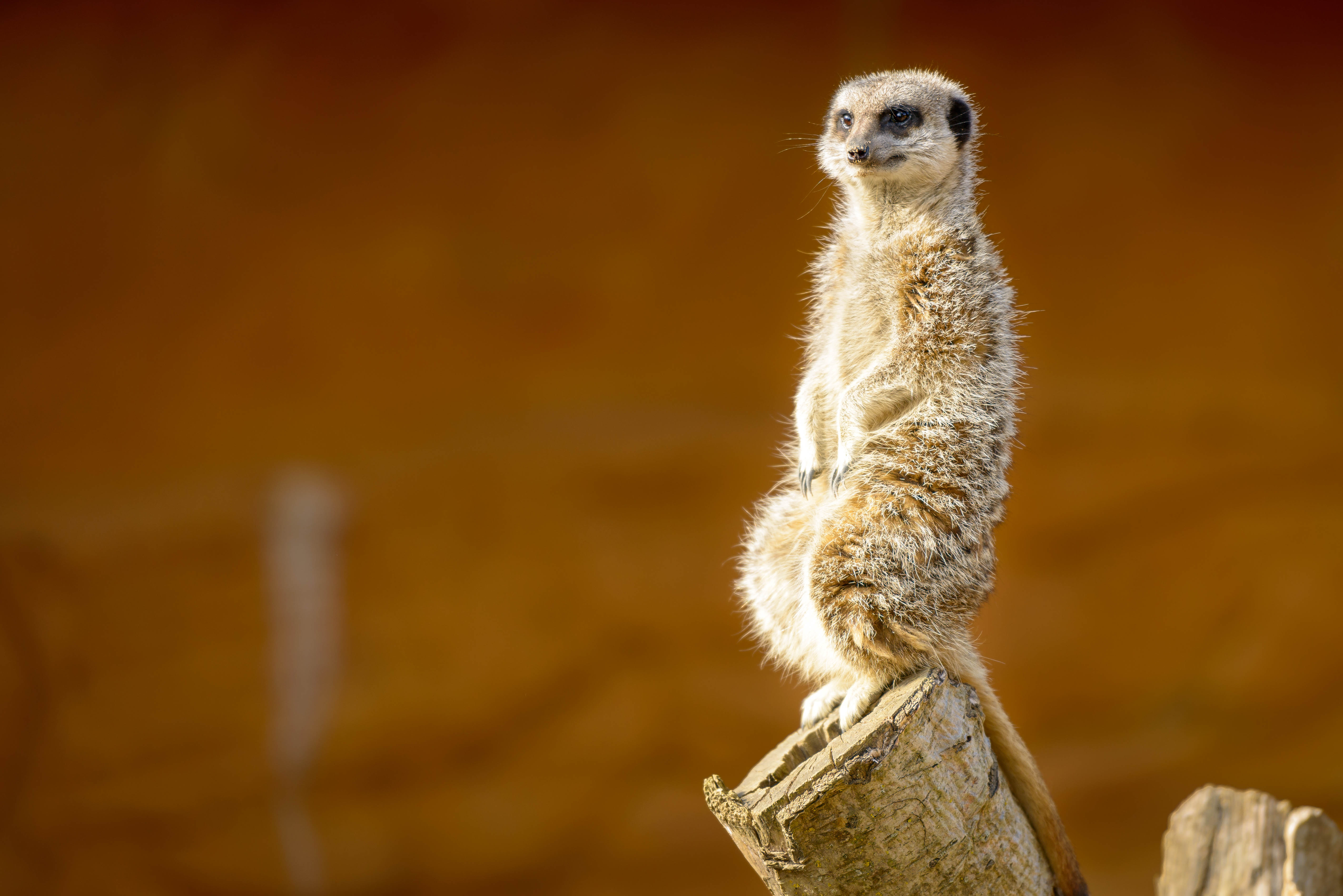 vertical wallpaper meerkat, nice, animals, animal, sweetheart, surikat