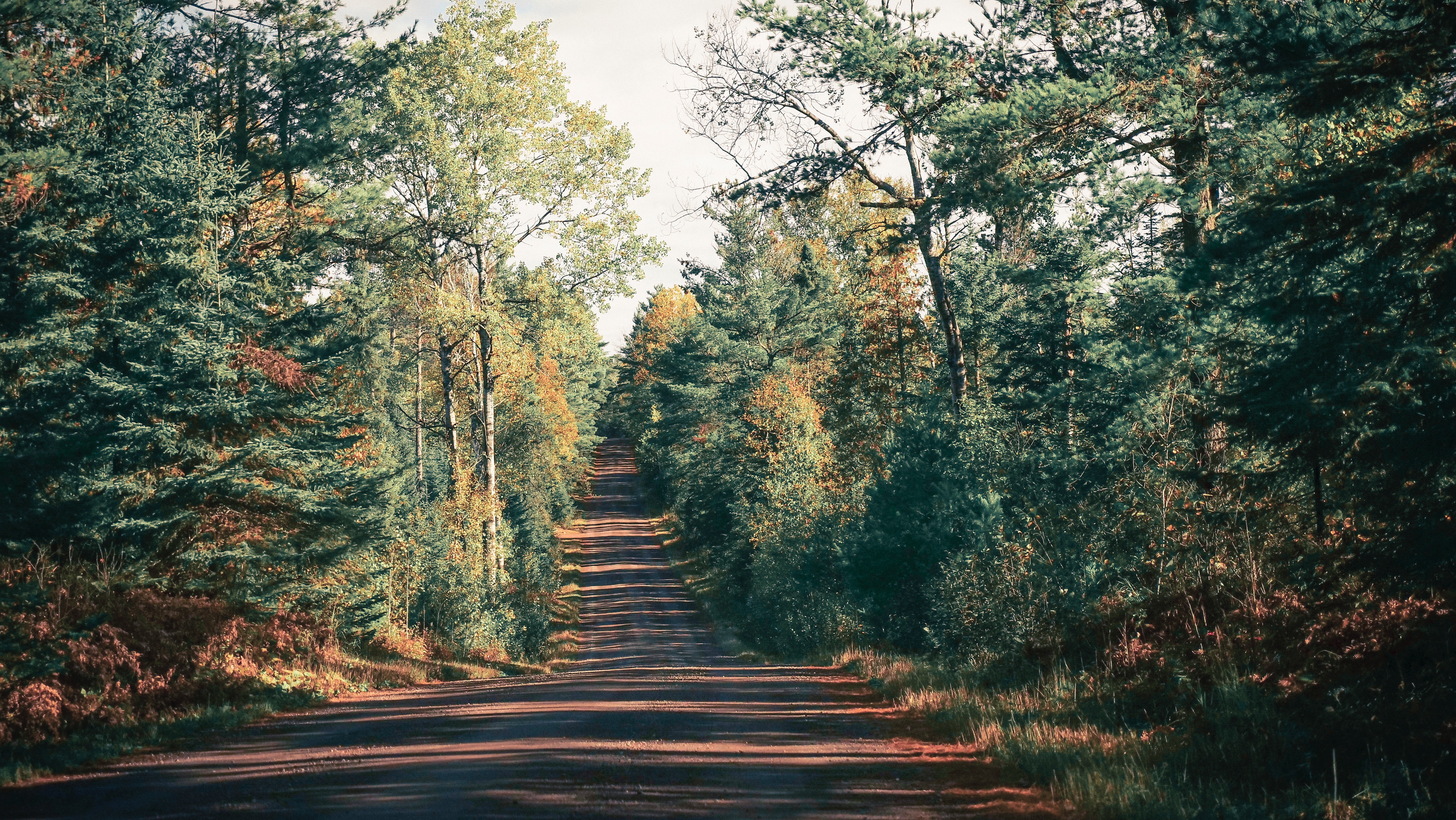 Download mobile wallpaper Trees, Road, Nature, Shadow for free.